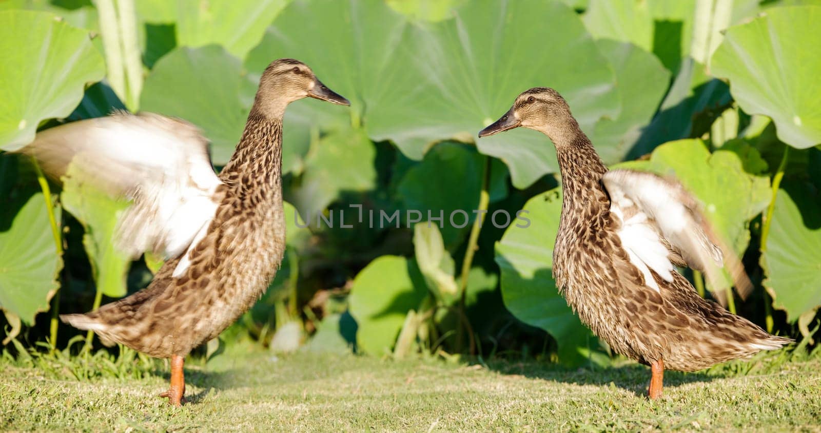 two duck for adv or others purpose use