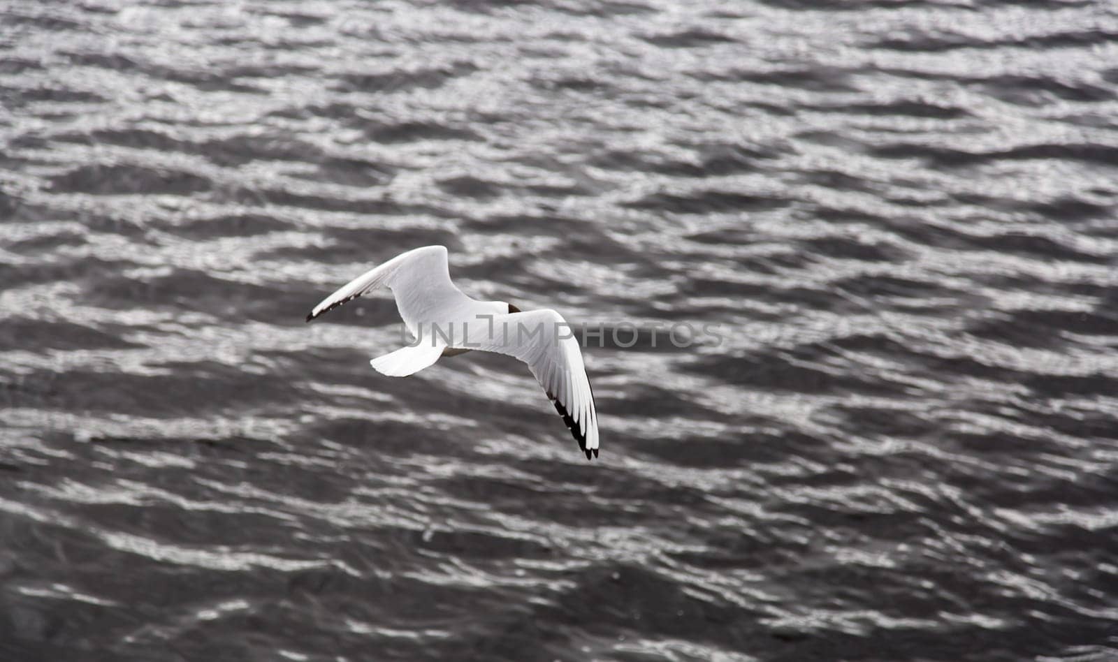 Black-headed Gull Flying Away  over water.