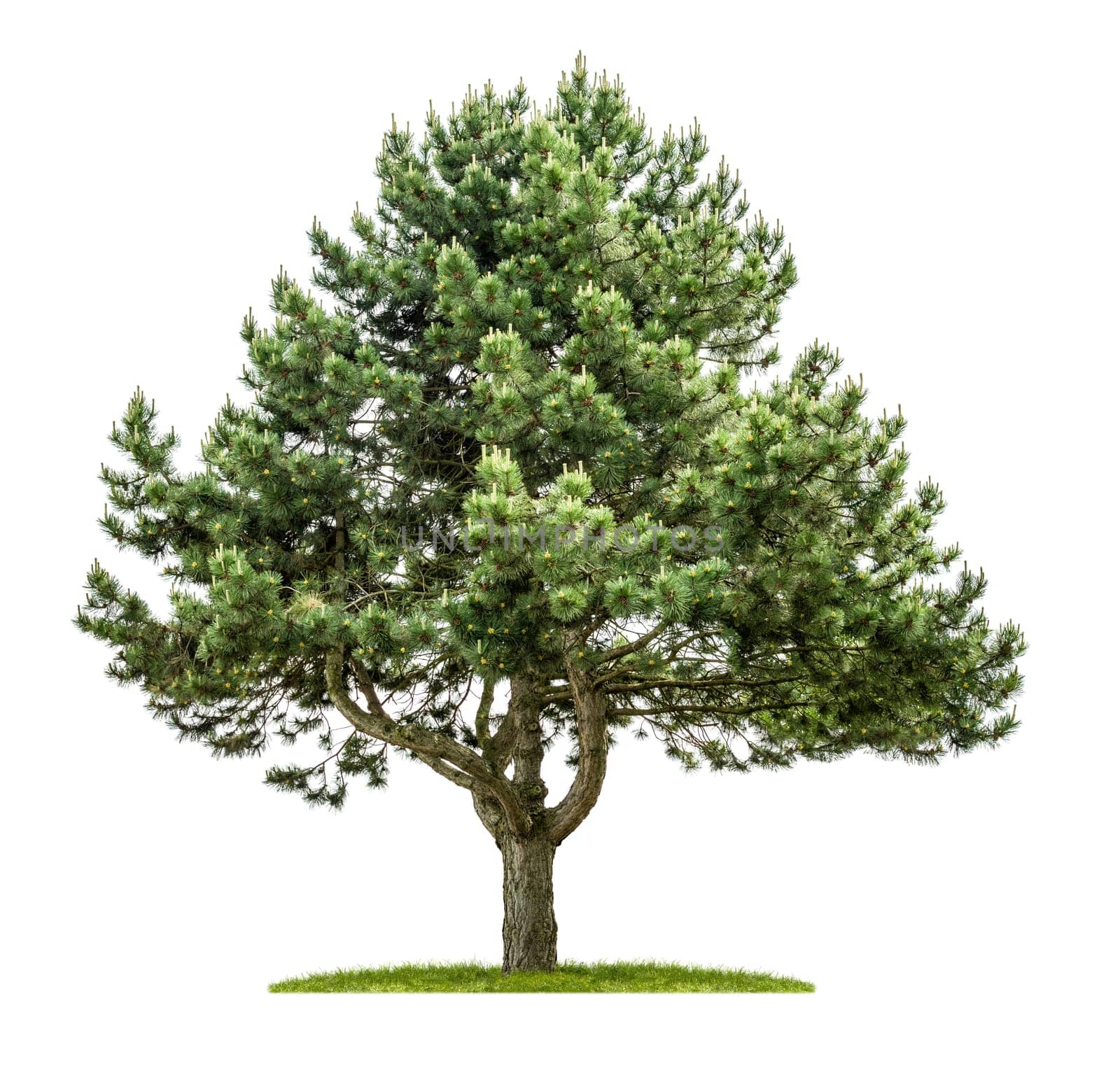 Old fir against a white background