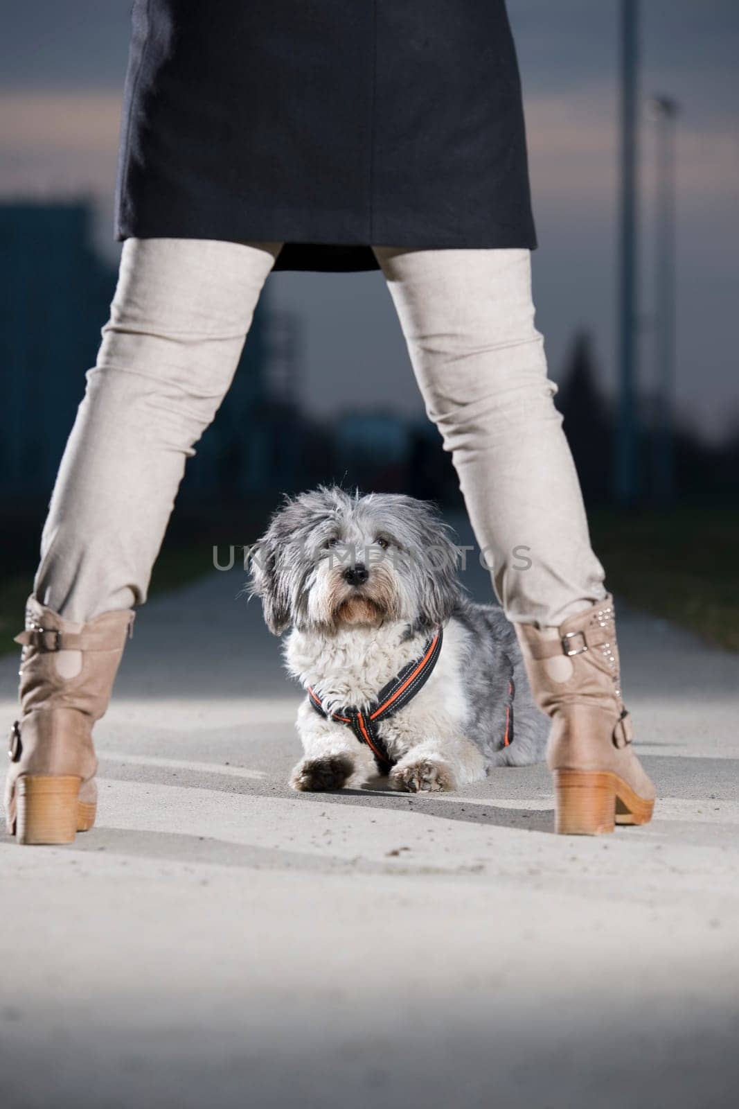 Deep frontal view of a mixed-breed dog sitting on a concrete path between the legs of a woman standing in front of her in grey jeans