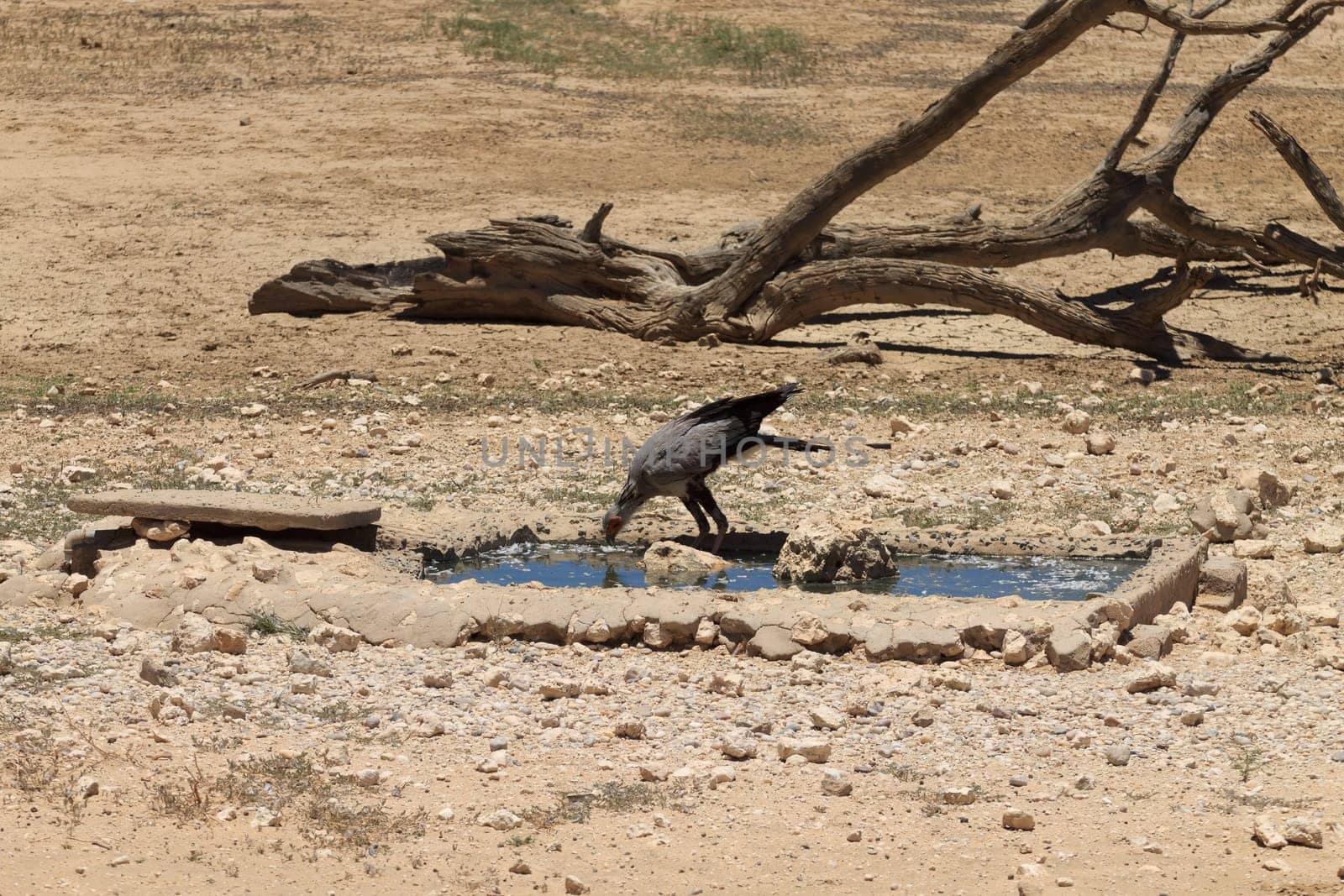 A secretary bird at waterhole, Kgalagadi National Park, South Africa