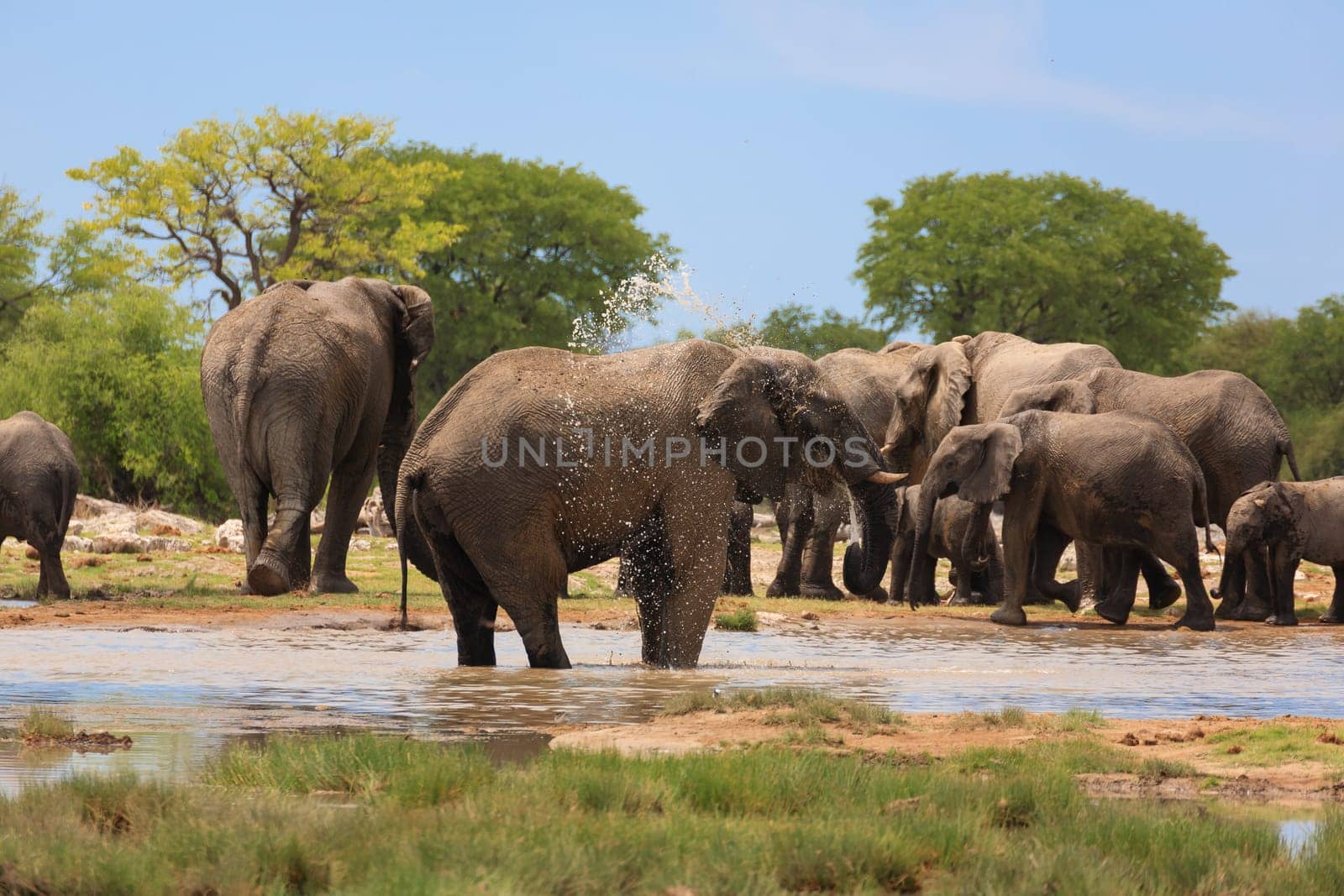 Herd of elephants from Etosha National Park, Namibia
