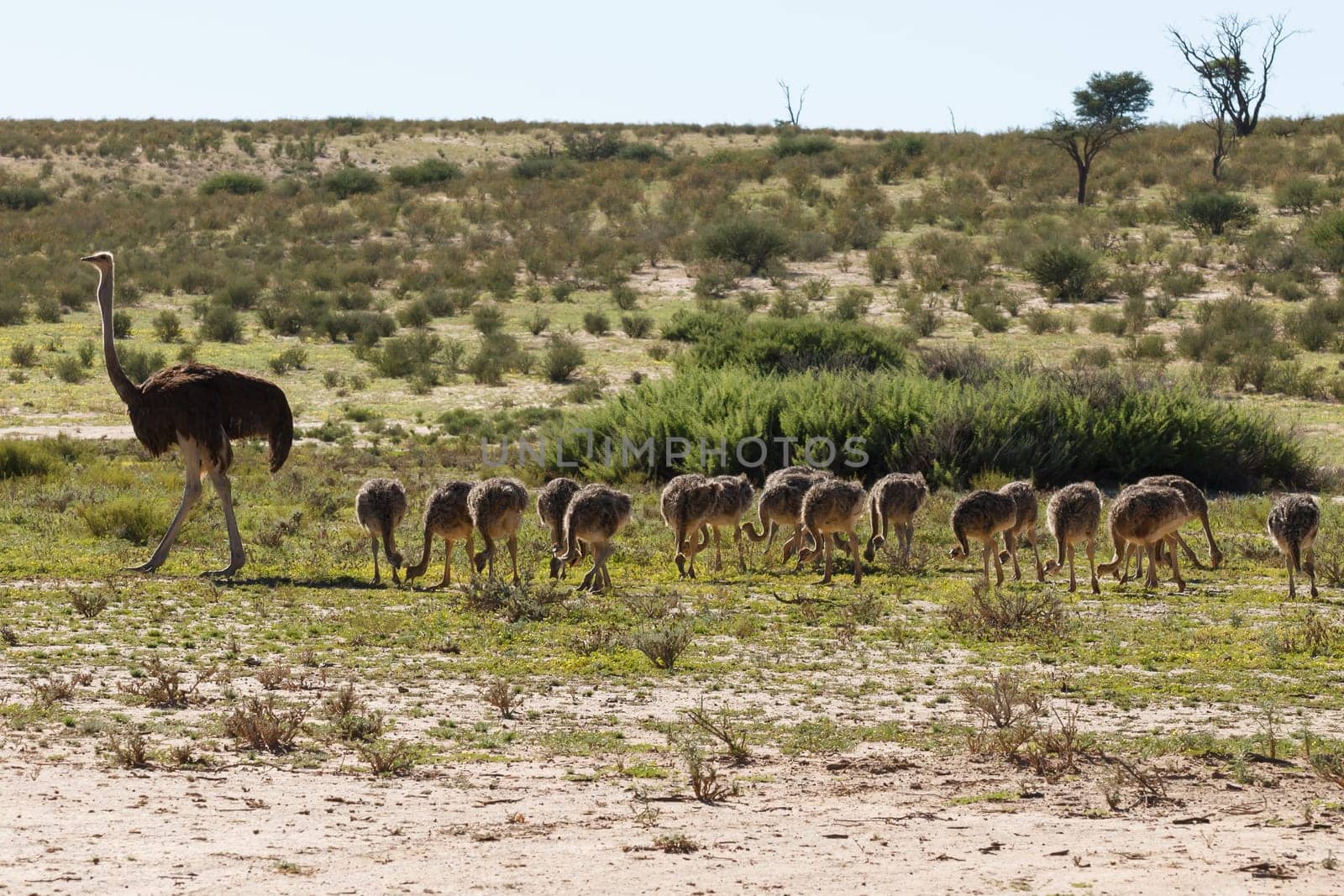 A family of ostriches at Kgalagadi National Park, South Africa
