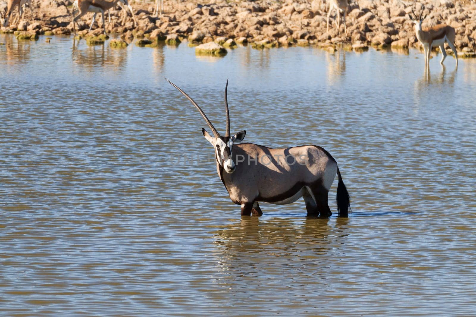 Orix inside Okaukuejo waterhole from Etosha National Park, Namibia