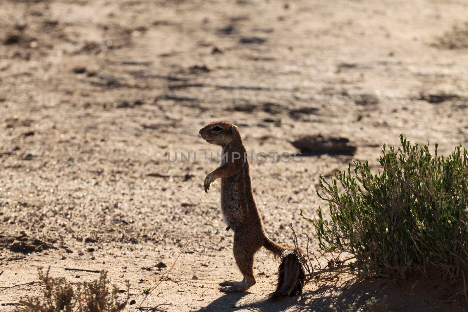 A Cape ground squirrel from Kgalagadi Transfontier Park, South Africa