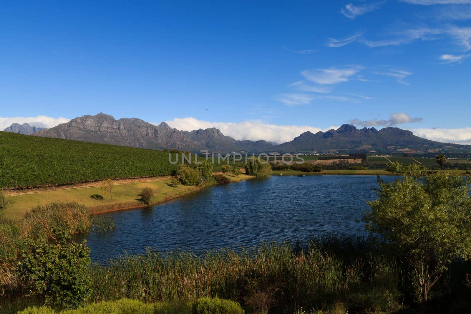 A Stellenboscsh panorama with tipical rows of vines, South Africa