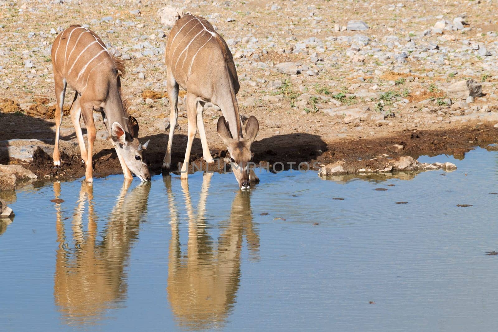 Kudu drinking at Namutoni waterhole from Etosha National Park, Namibia