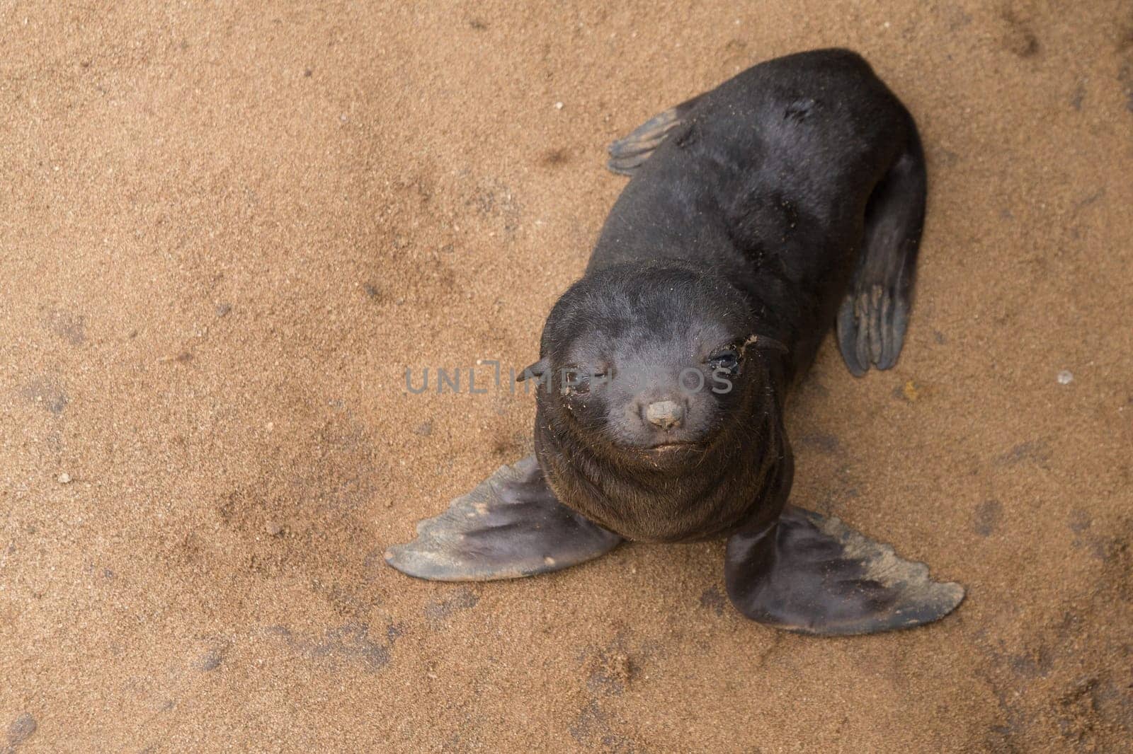 Colony of cape fur seals from Cape Point, Namibia
