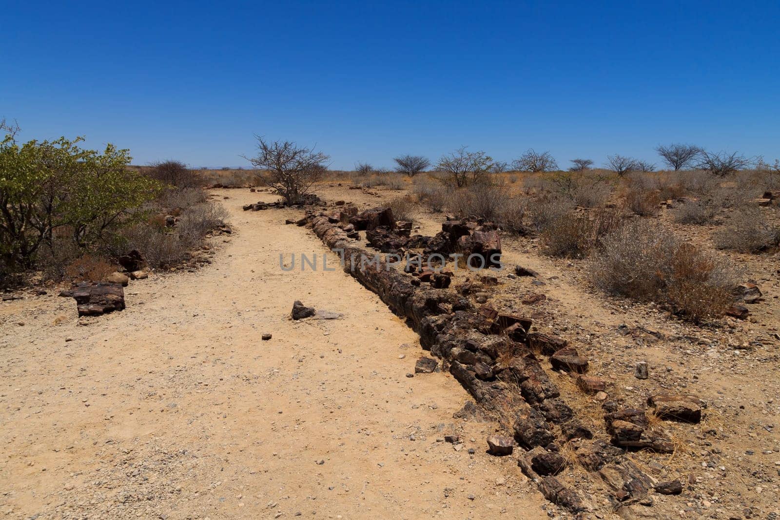 Petrified tree from Khorixas, Namibia