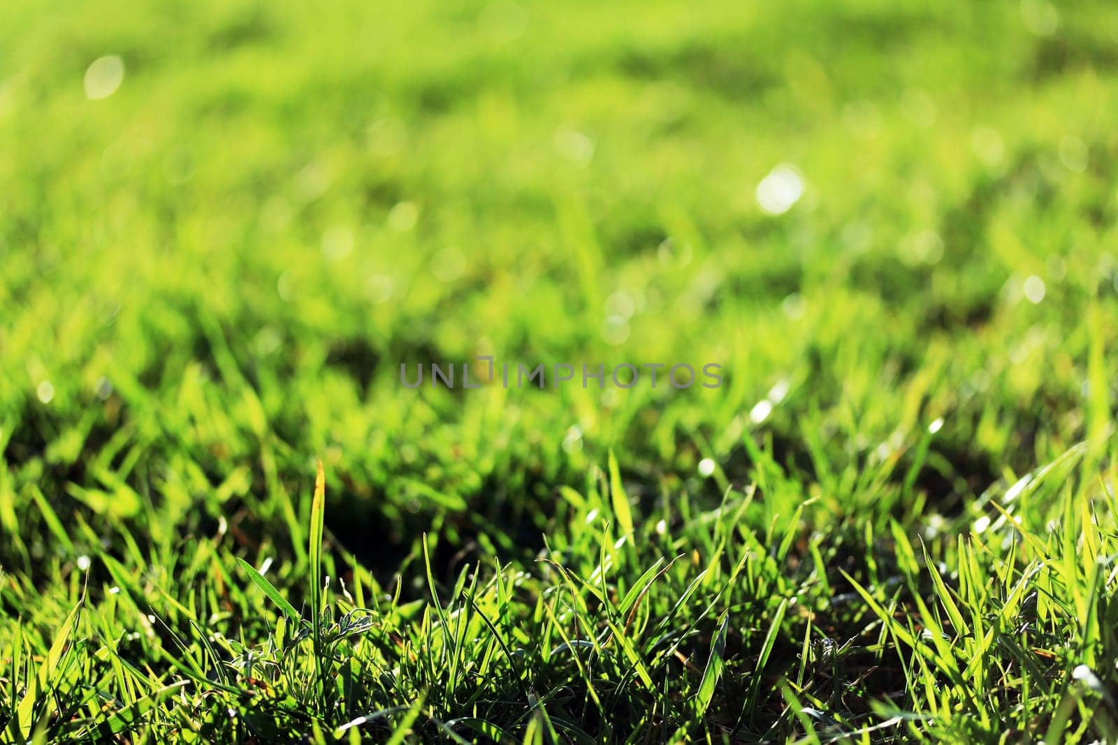 juicy green grass in the spring