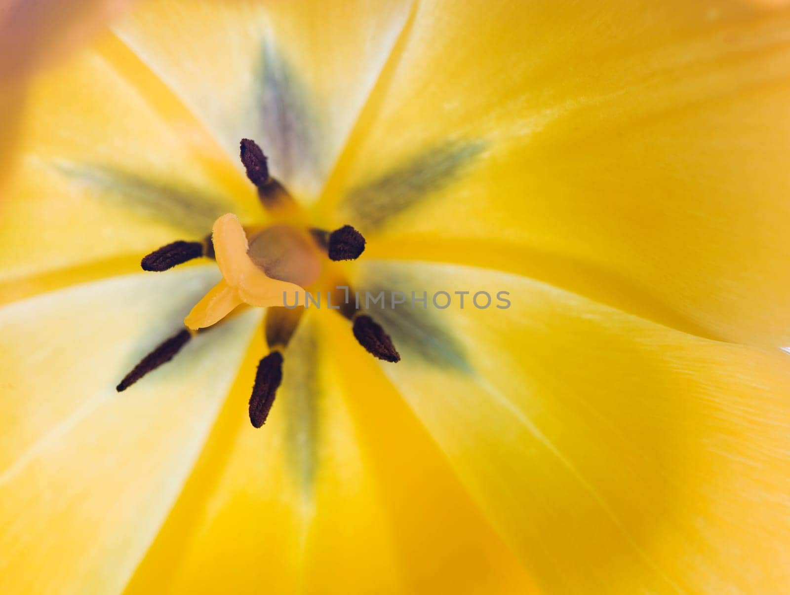 Macro interior view of a yellow tulip with fruit stamp