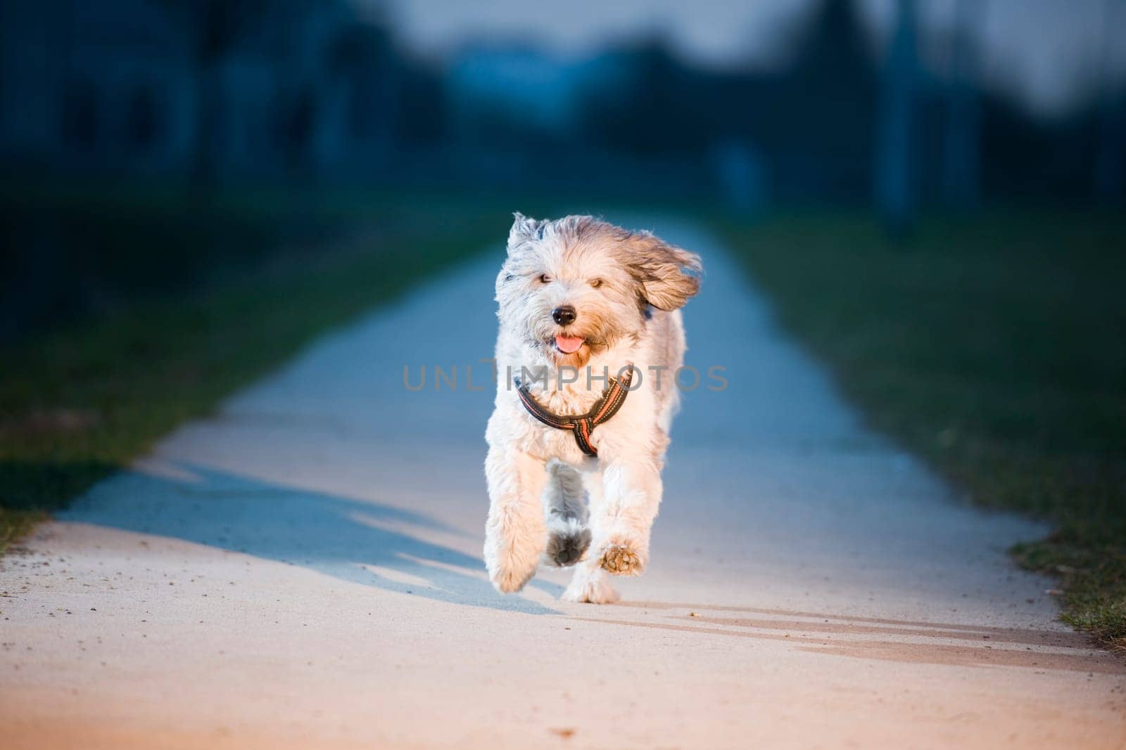 deep frontal view of a mixed-breed dog running towards the camera on a concrete path