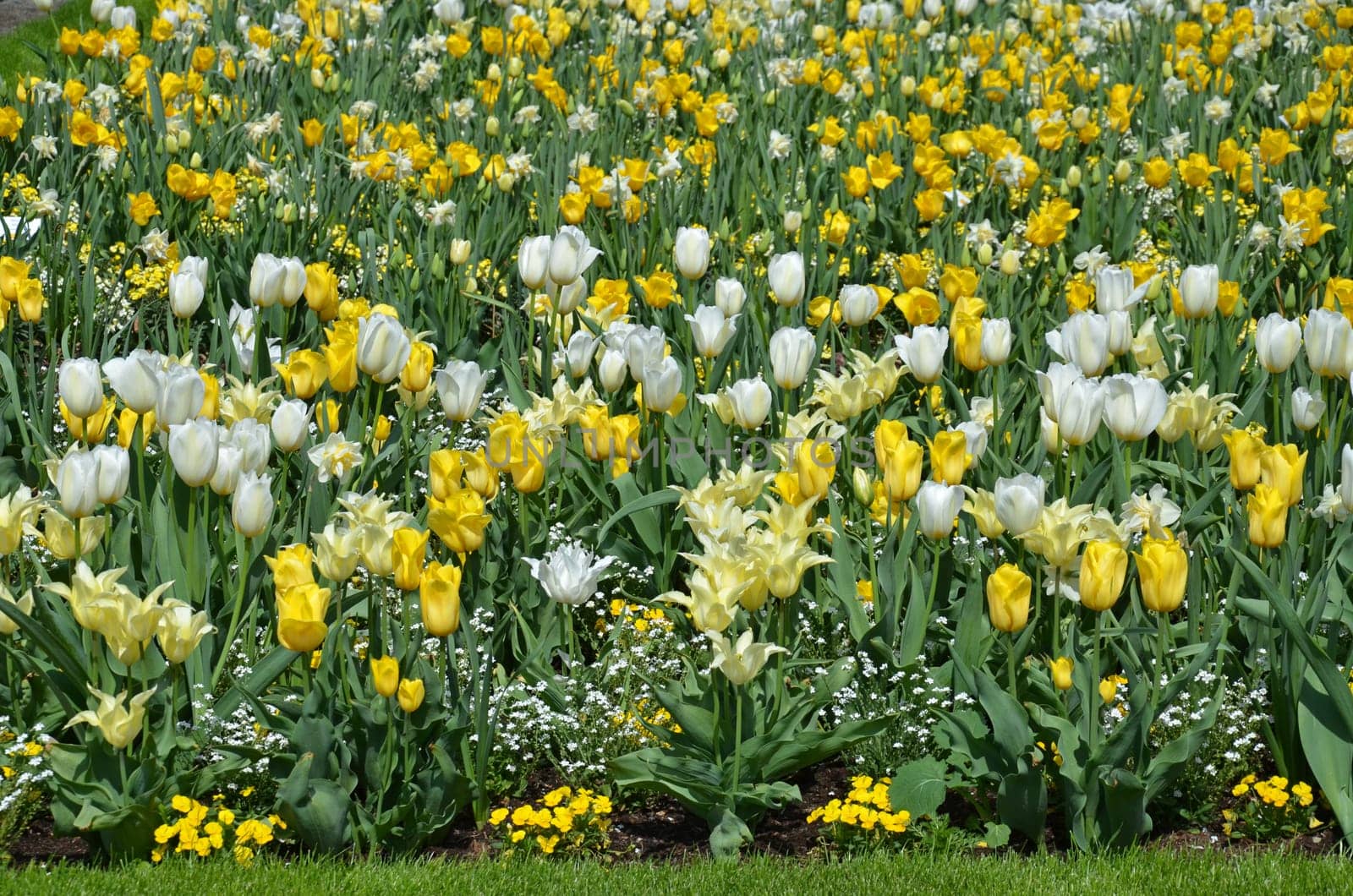 Flowerbed