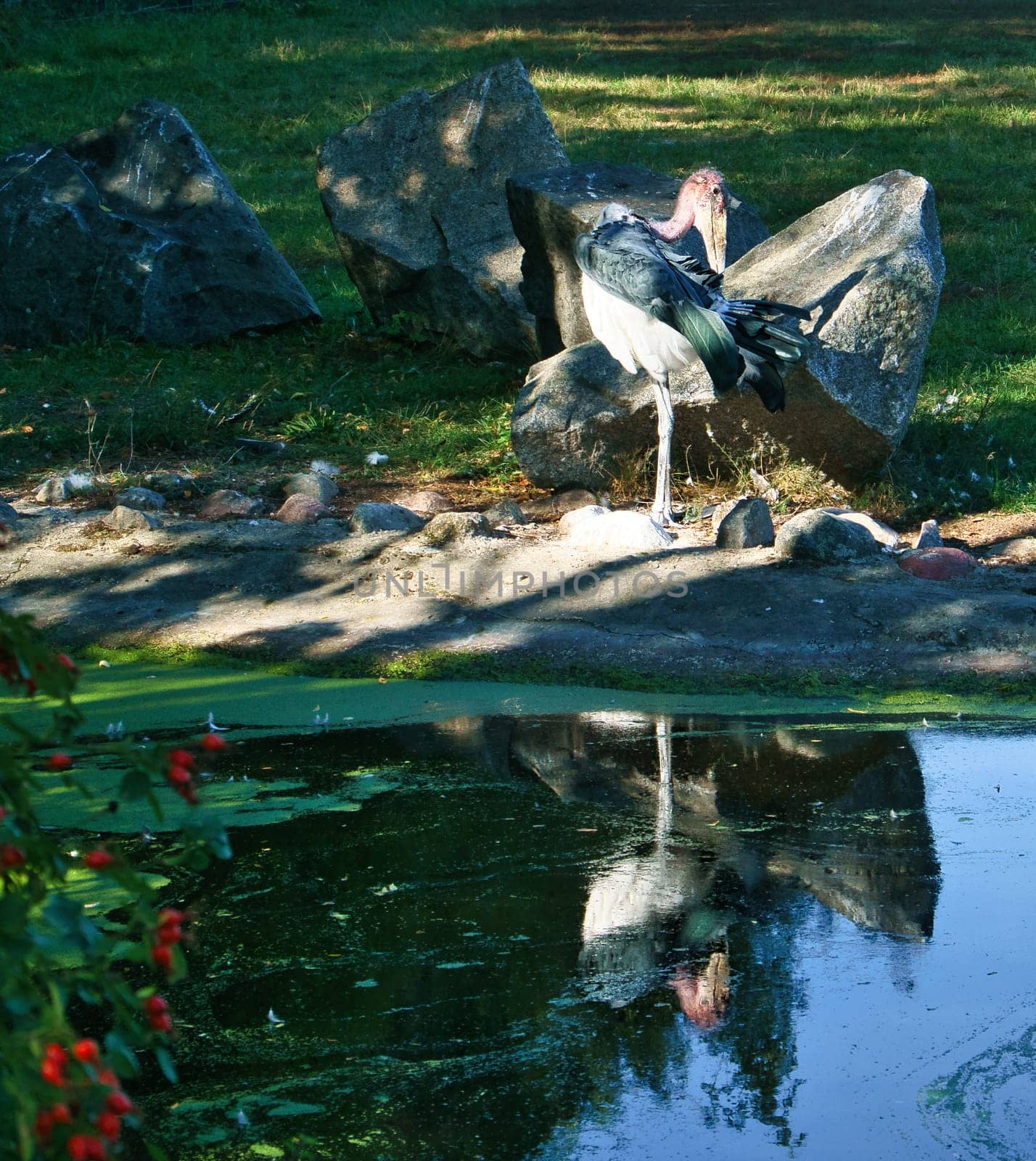 Grey heron sits on land and rests in the sun. An elegant hunter that can be found almost everywhere in the world. Animal photo of a bird from nature