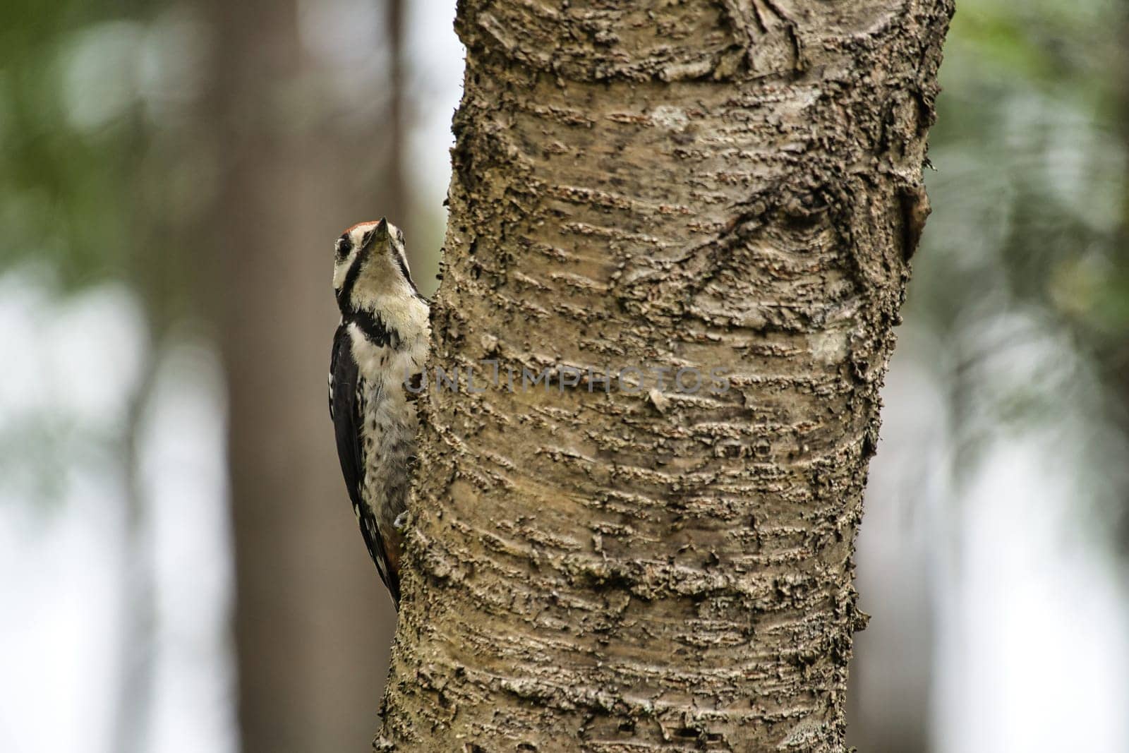 Great spotted woodpecker foraging in the forest on a tree with blurred background. Animal shot from nature