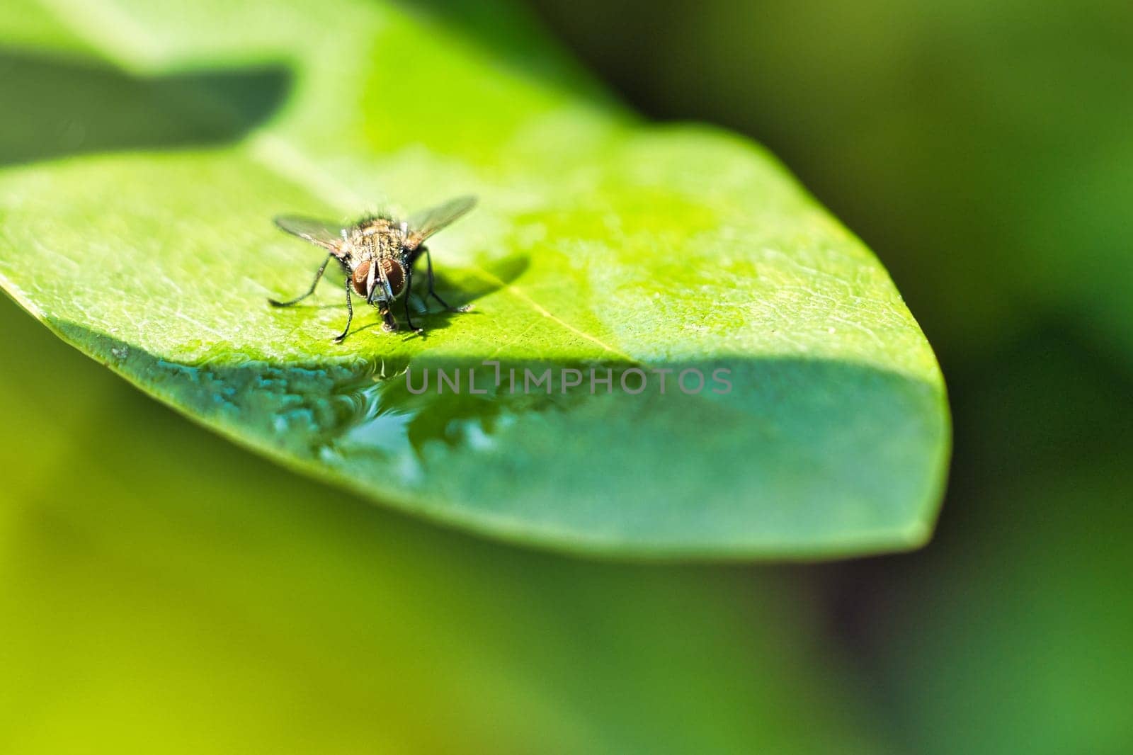Flesh fly on a green leaf with light and shadow. Hairy legs in black and gray. Insect feeding. Macro shot of a fly