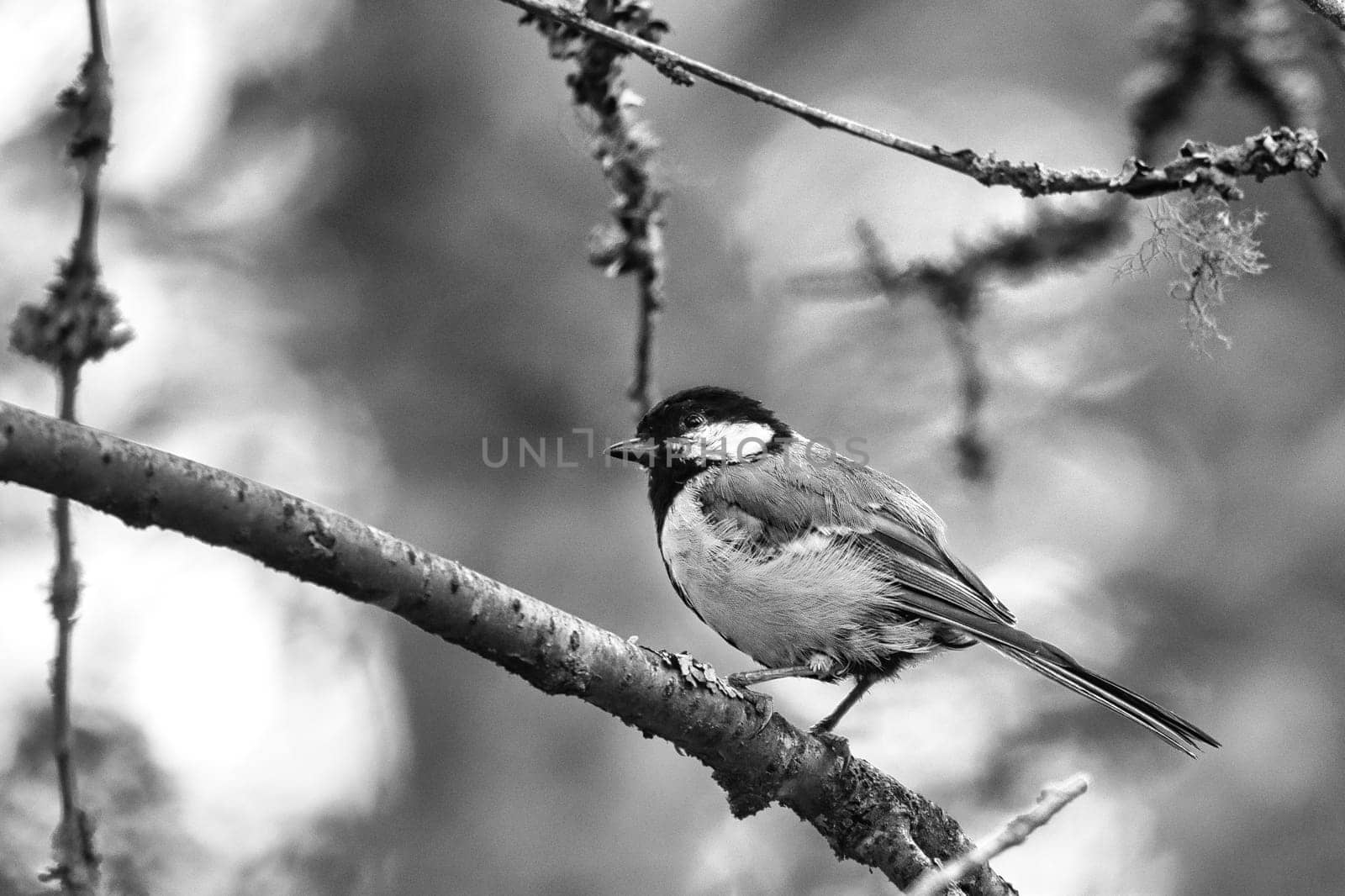 Great tit in black white sitting in tree on a branch. Wild animal foraging for food. Animal shot of a bird from nature