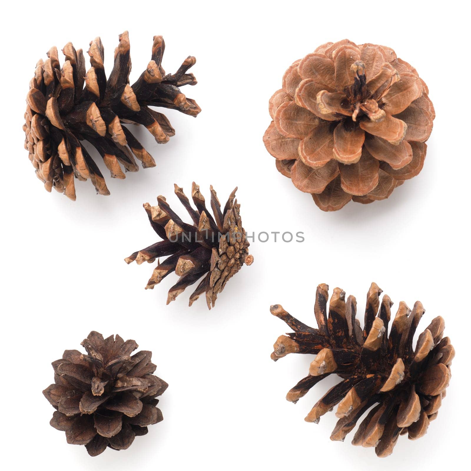 Five pine cones on a white background, Christmas decoration