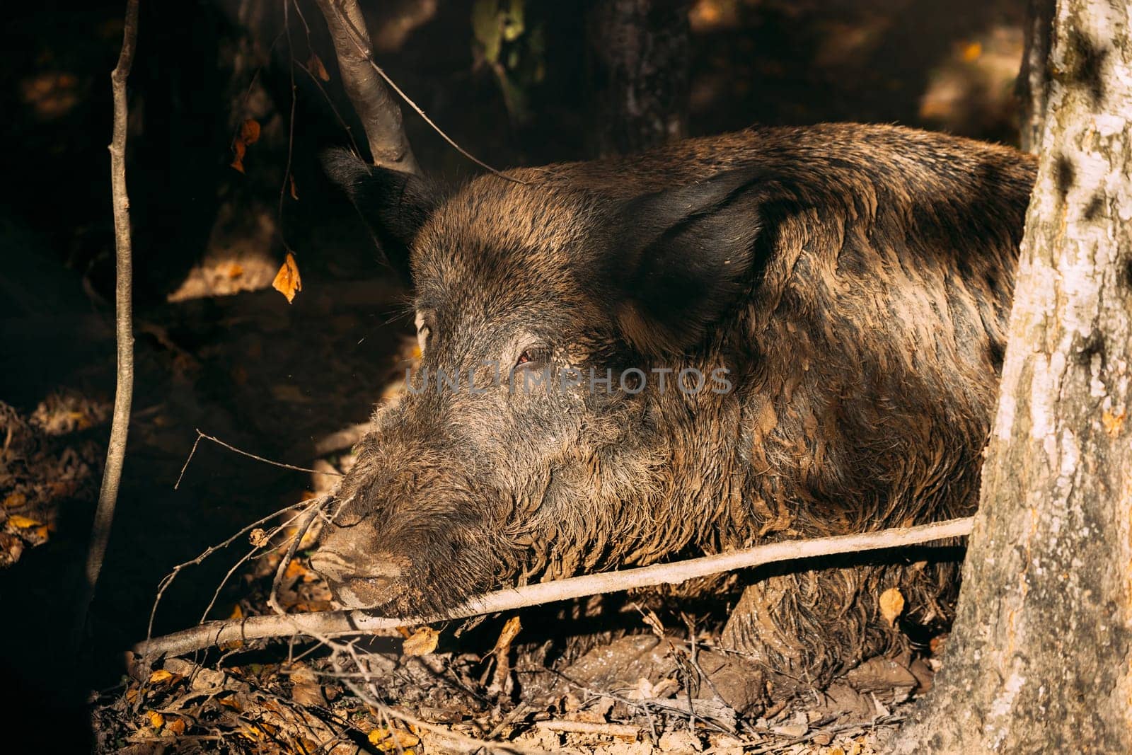 Belarus. Wild Boar Or Sus Scrofa, Also Known As The Wild Swine, Eurasian Wild Pig Resting In Mud In Autumn Forest. Wild Boar Is A Suid Native To Much Of Eurasia, North Africa, And Greater Sunda Islands