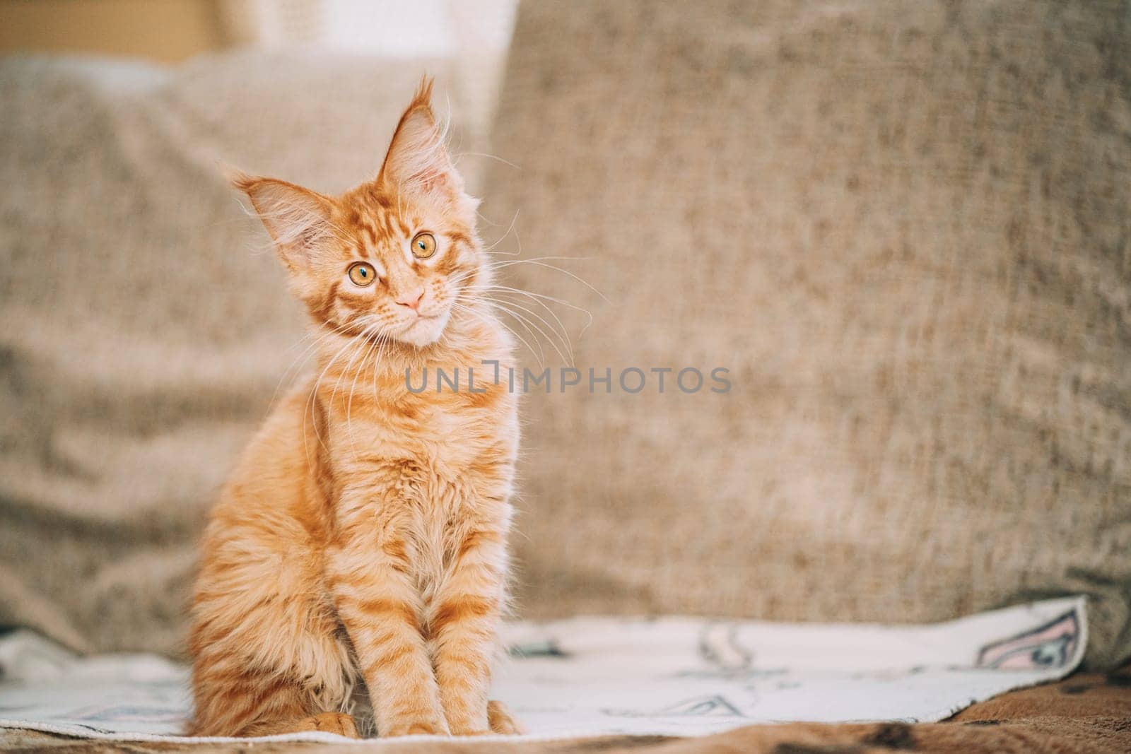 Funny Curious Young Red Ginger Maine Coon Kitten Cat Sitting At Home Sofa. Coon Cat, Maine Cat, Maine Shag.