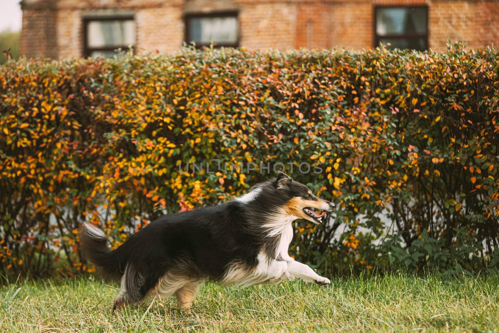 Tricolor Rough Collie, Funny Scottish Collie, Long-haired Collie, English Collie, Lassie Dog Running Outdoors In Autumn Park.