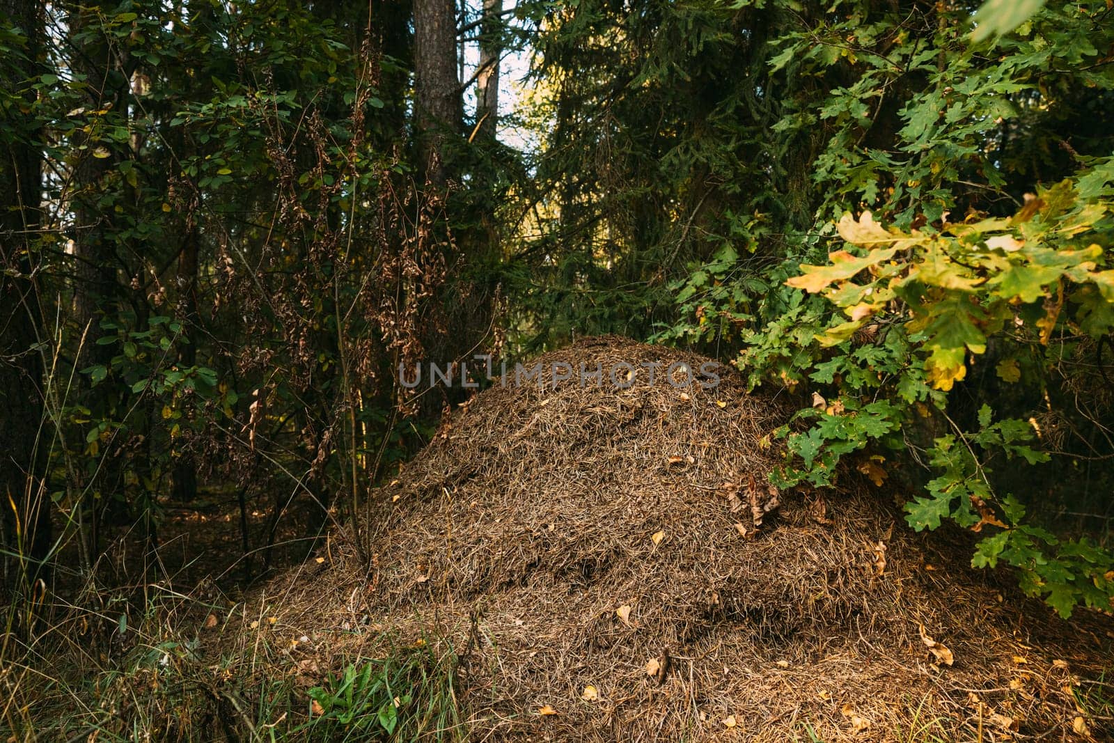 Red Forest Ants (Formica Rufa) In Anthill Under Pine Tree. Red Ant Colony.