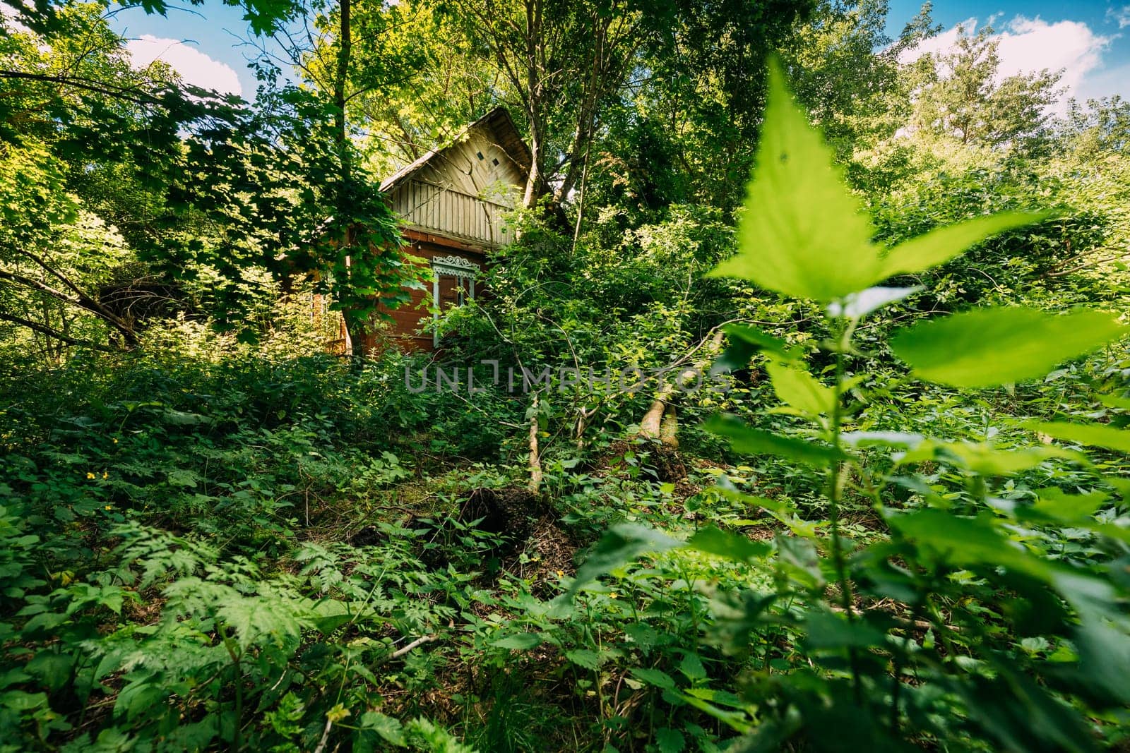 Belarus. Abandoned House Overgrown With Trees And Vegetation In Chernobyl Resettlement Zone. Chornobyl Catastrophe Disasters. Dilapidated House In Belarusian Village. Whole Villages Must Be Disposed.