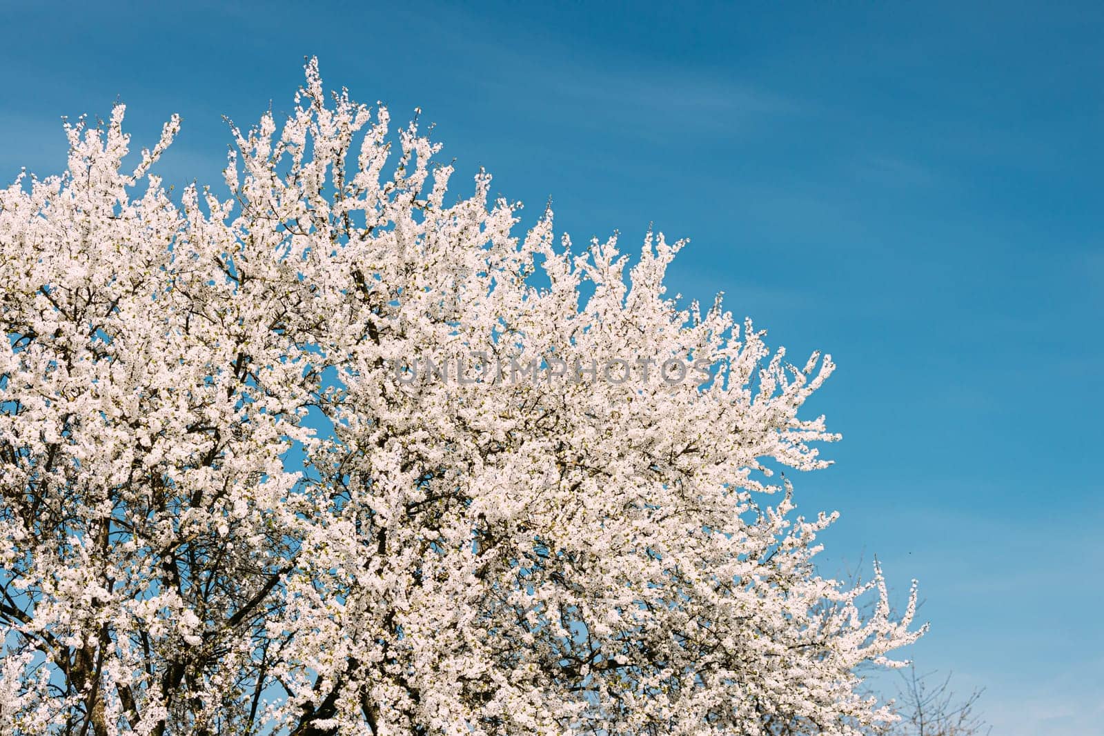 White Young Spring Flowers Of Prunus subg. Cerasus Growing In Branch Of Tree.