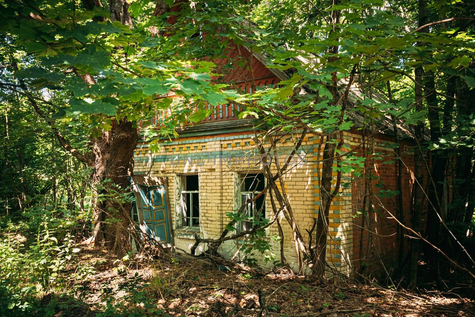 Belarus. Abandoned House Overgrown With Trees And Vegetation In Chernobyl Resettlement Zone. Chornobyl Catastrophe Disasters. Dilapidated House In Belarusian Village. Whole Villages Must Be Disposed.