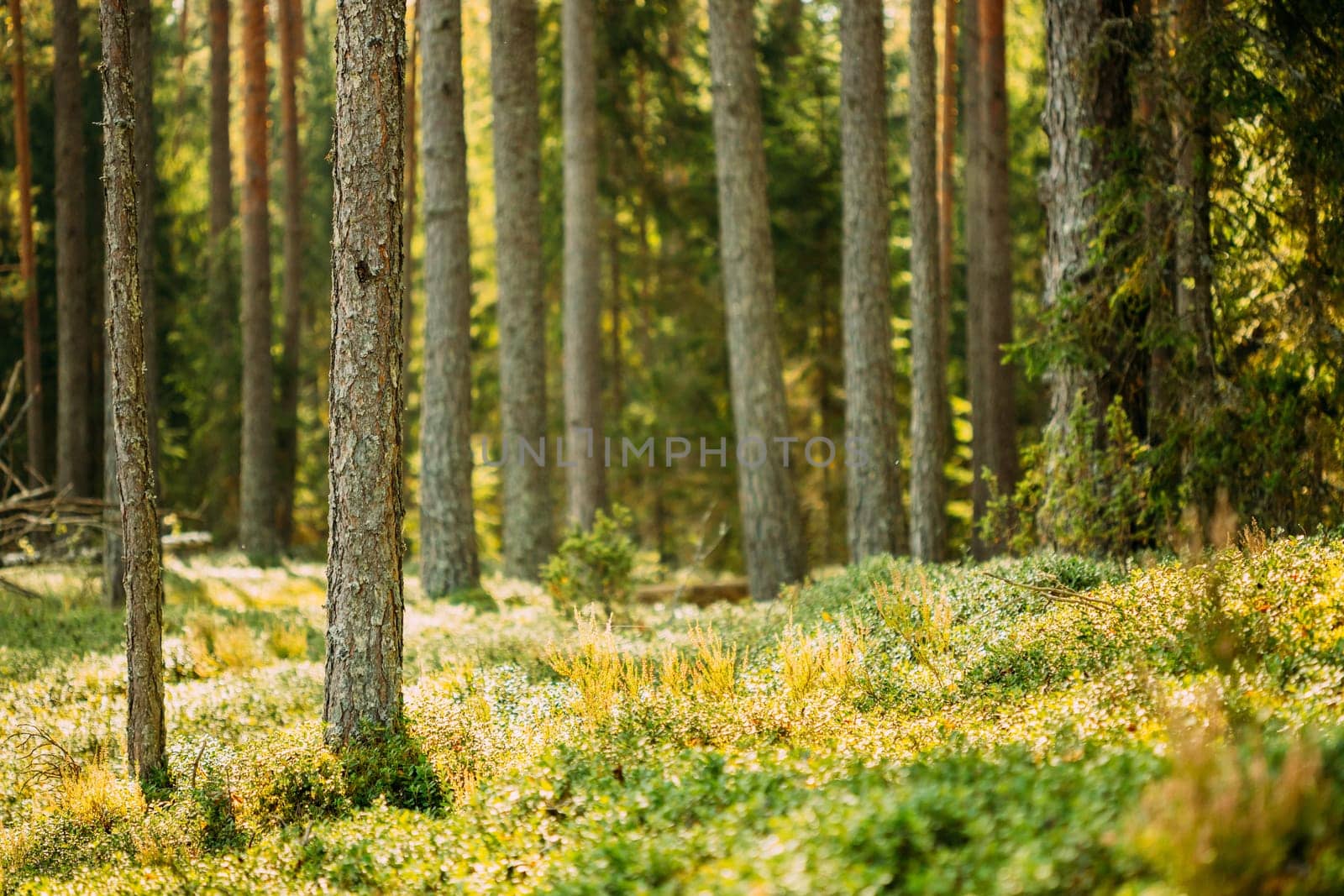 Pine Trees Trunks. Woods In Coniferous Forest. Autumn Pinewood, Evergreen Pines.