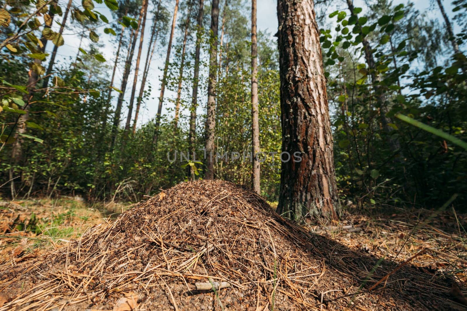 Red Forest Ants (Formica Rufa) In Anthill Under Pine Tree. Red Ant Colony.