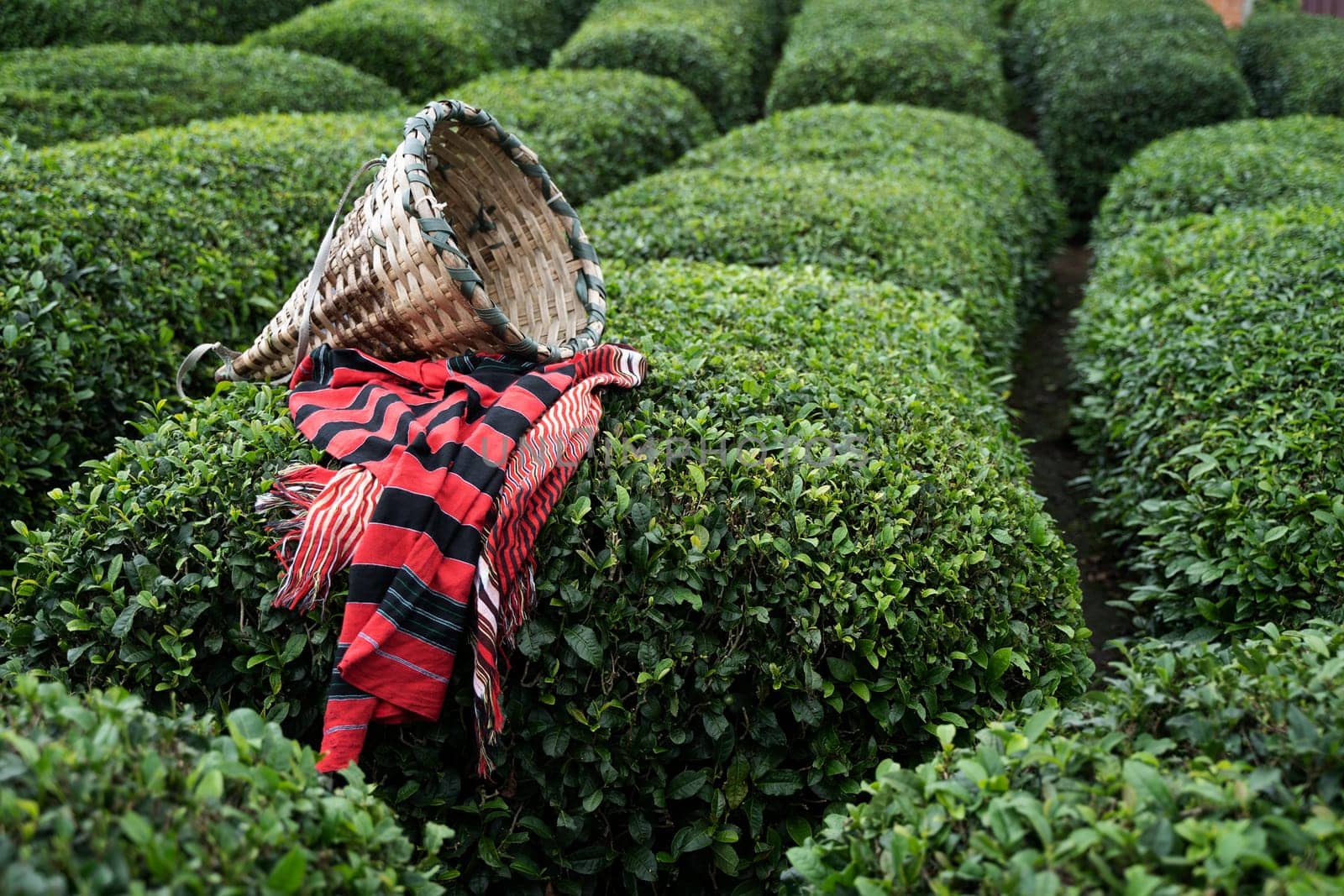side view closeup of wicker basket on traditional harvesting red fabric clothes on rows of Turkish black tea plantations in Cayeli area Rize province with terraced hills in the background
