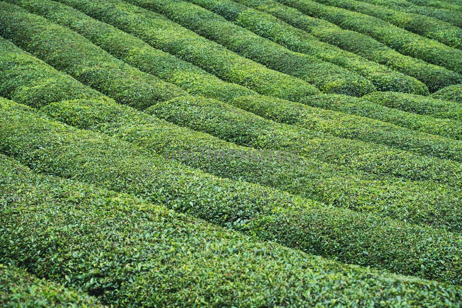 perspective view of rows of green Turkish black tea plantations ready for harvest cultivated on a mountain terrace field in the Cayeli area Rize province