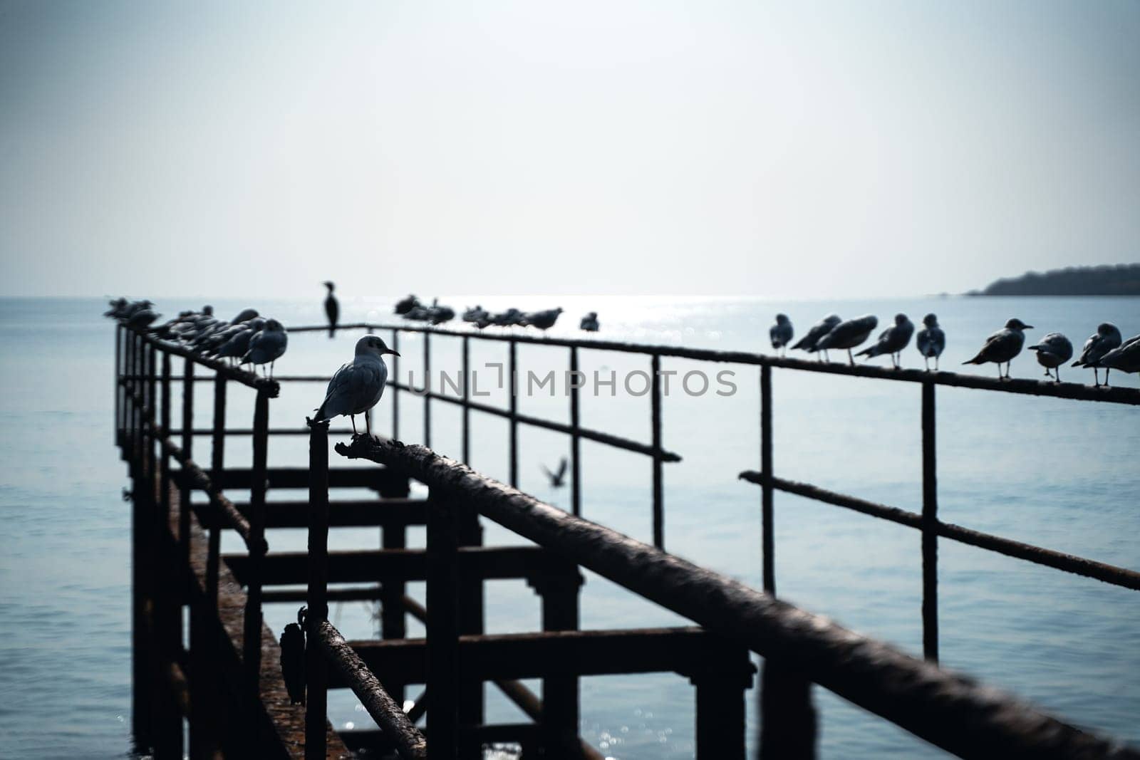 perspective view closeup of rows of seagulls standing on the steel structure of an abandoned pier by the seaside