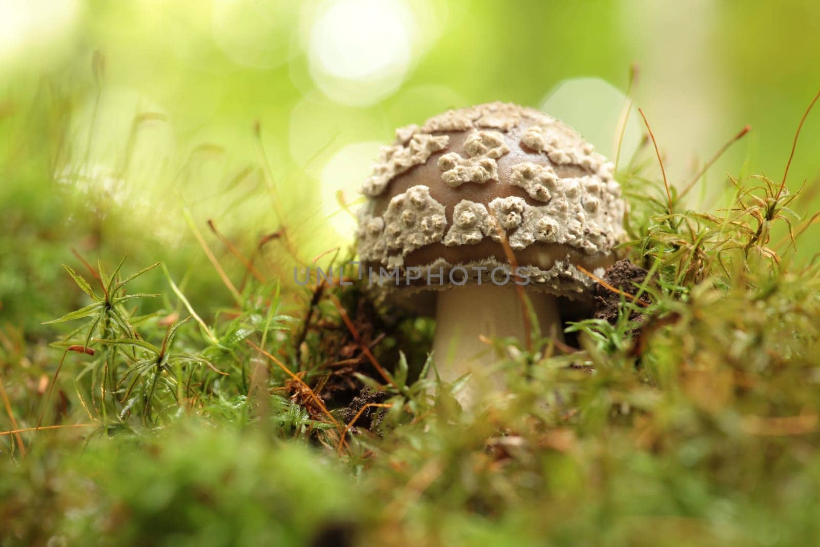 Mushrooms growing on a tree trunk in the forest
