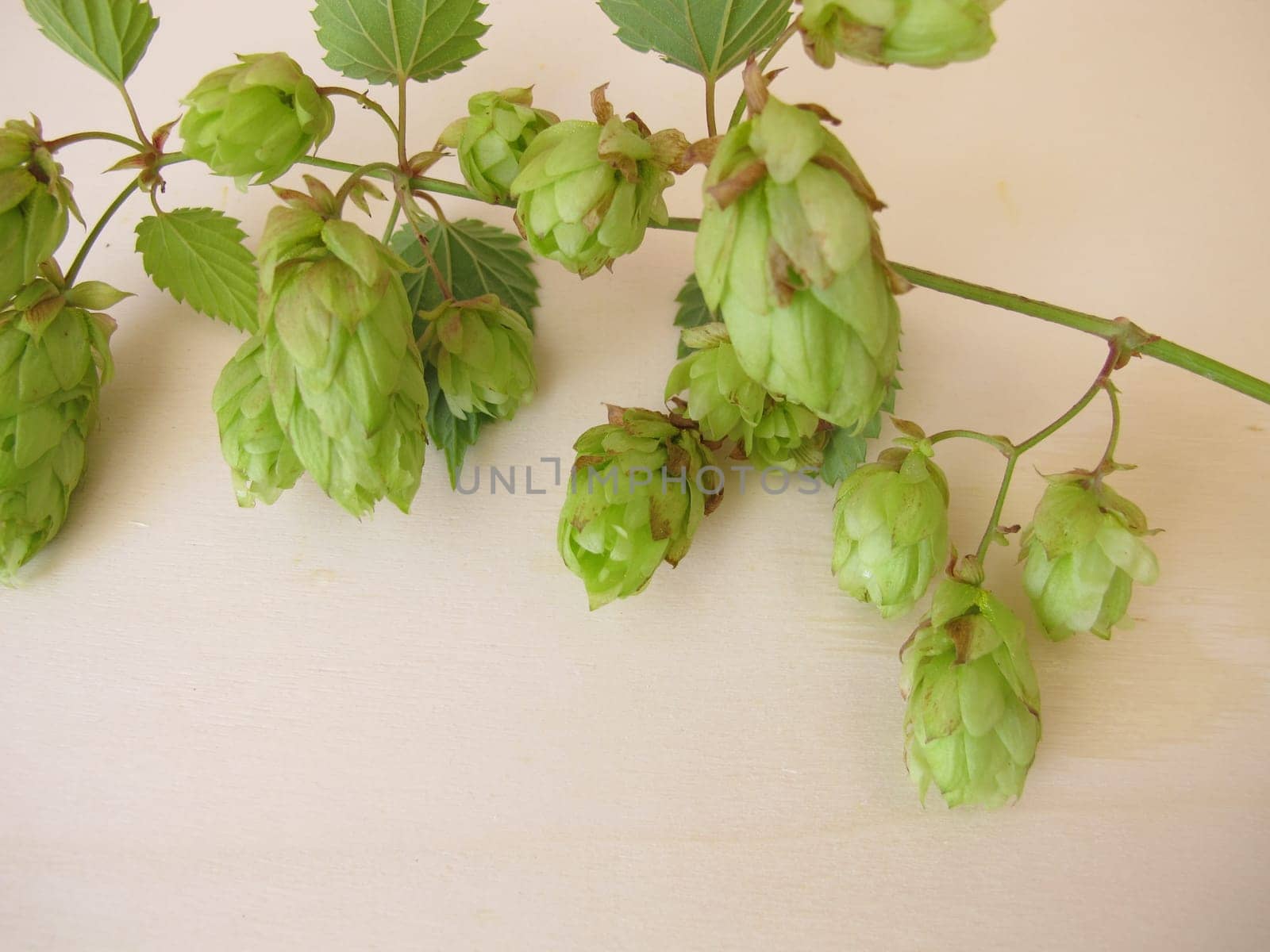 Hop flowers on a wooden board
