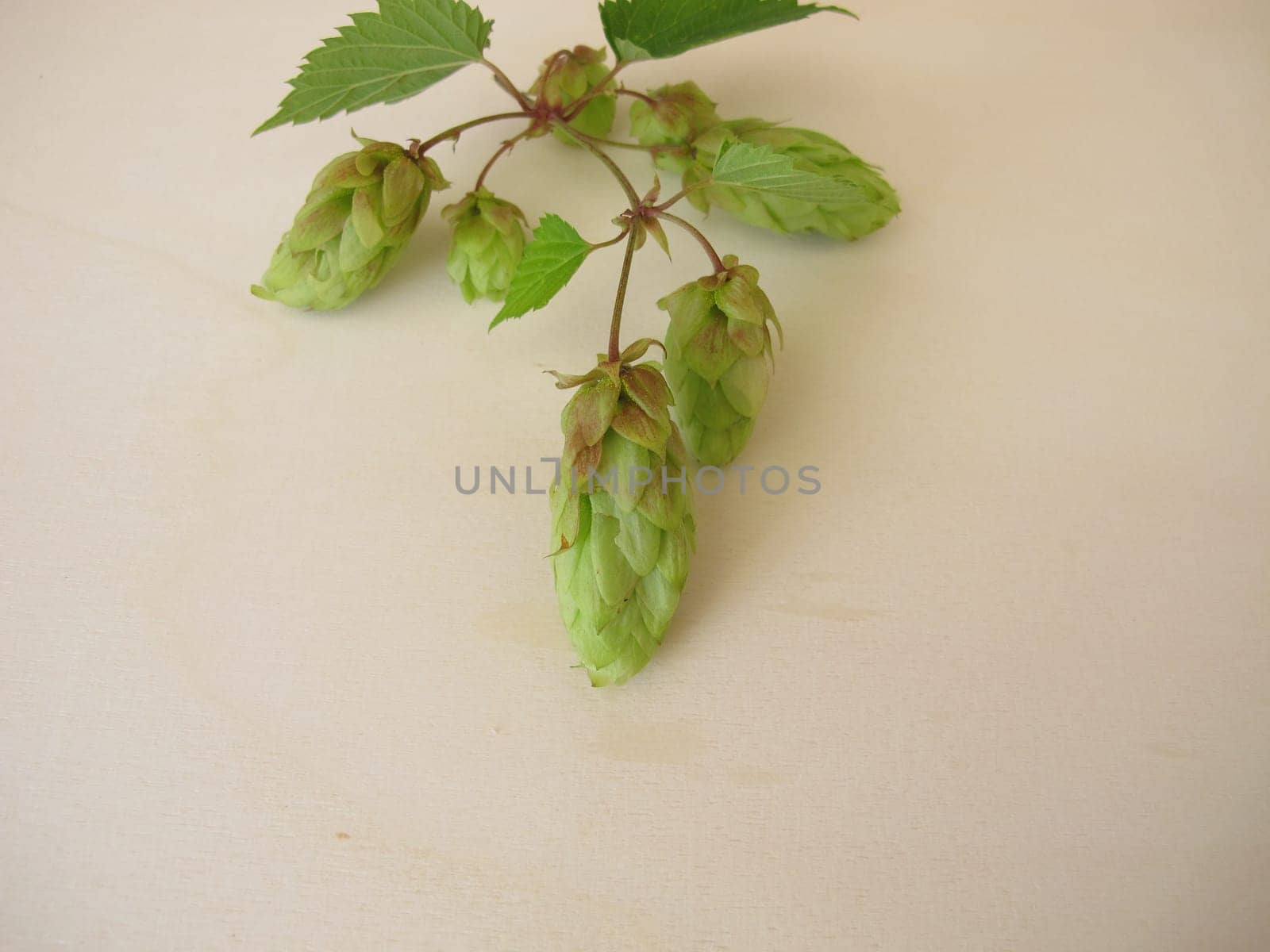 Hop flowers on a wooden board