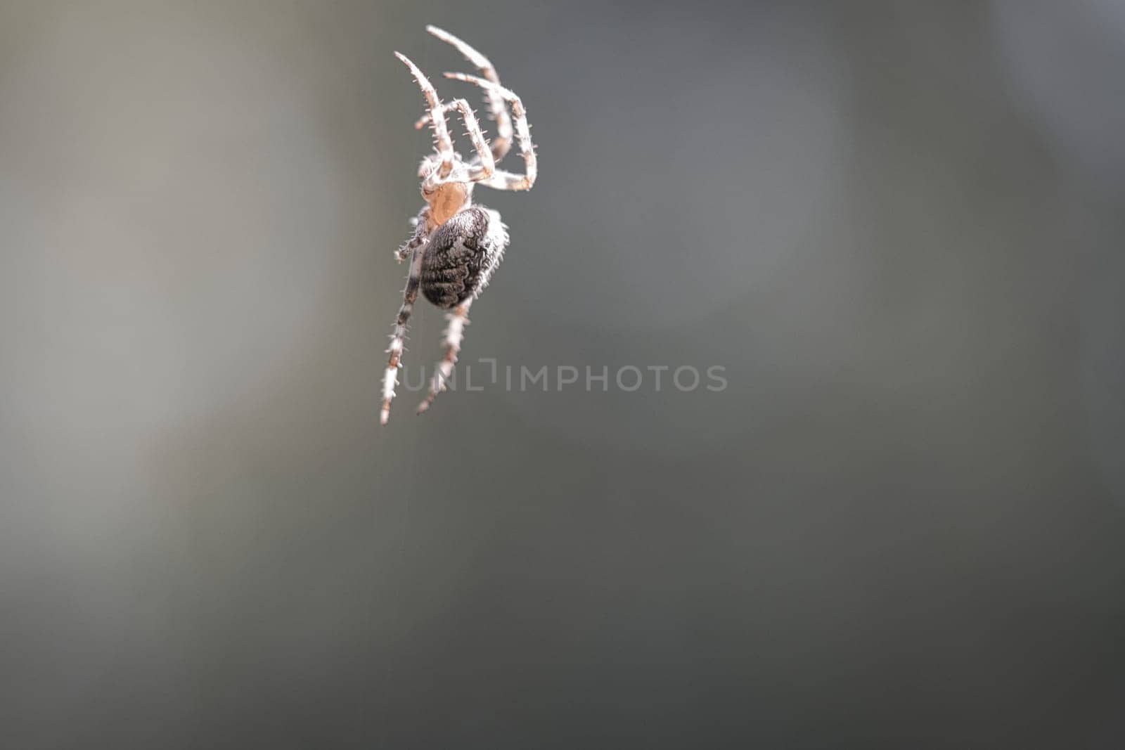 Cross spider crawling on a spider thread. Blurred background. A useful hunter among insects. Arachnid. Animal photo from the wild.