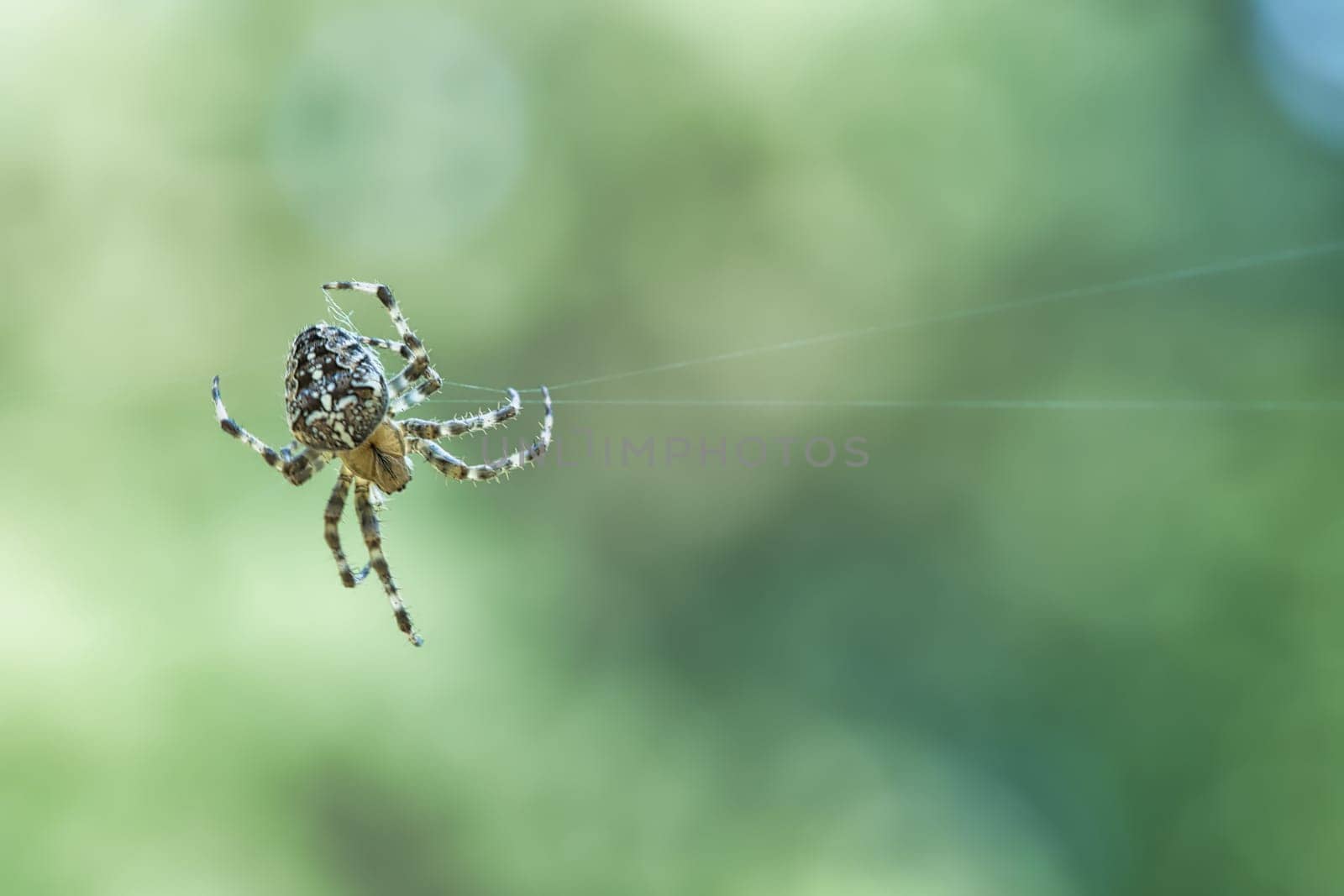 Cross spider crawling on a spider thread. Halloween fright. Blurred background. A useful hunter among insects. Arachnid. Animal photo from the wild.