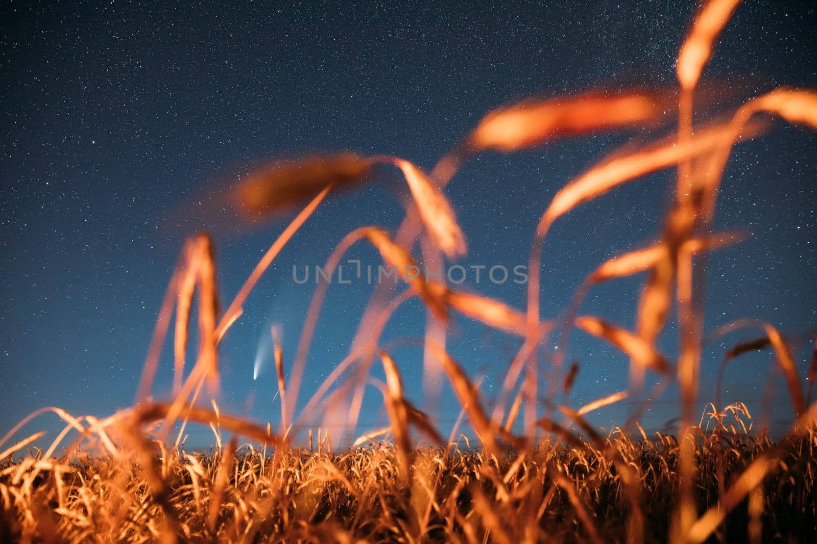 Belarus. 17 July 2020. Comet Neowise C/2020 F3 Shines Bright In The Night Starry Sky Above Young Wheat Field. Night Stars Above Summer Agricultural Field In July Month. Comet At A Distance Of 104 Million Kilometres.