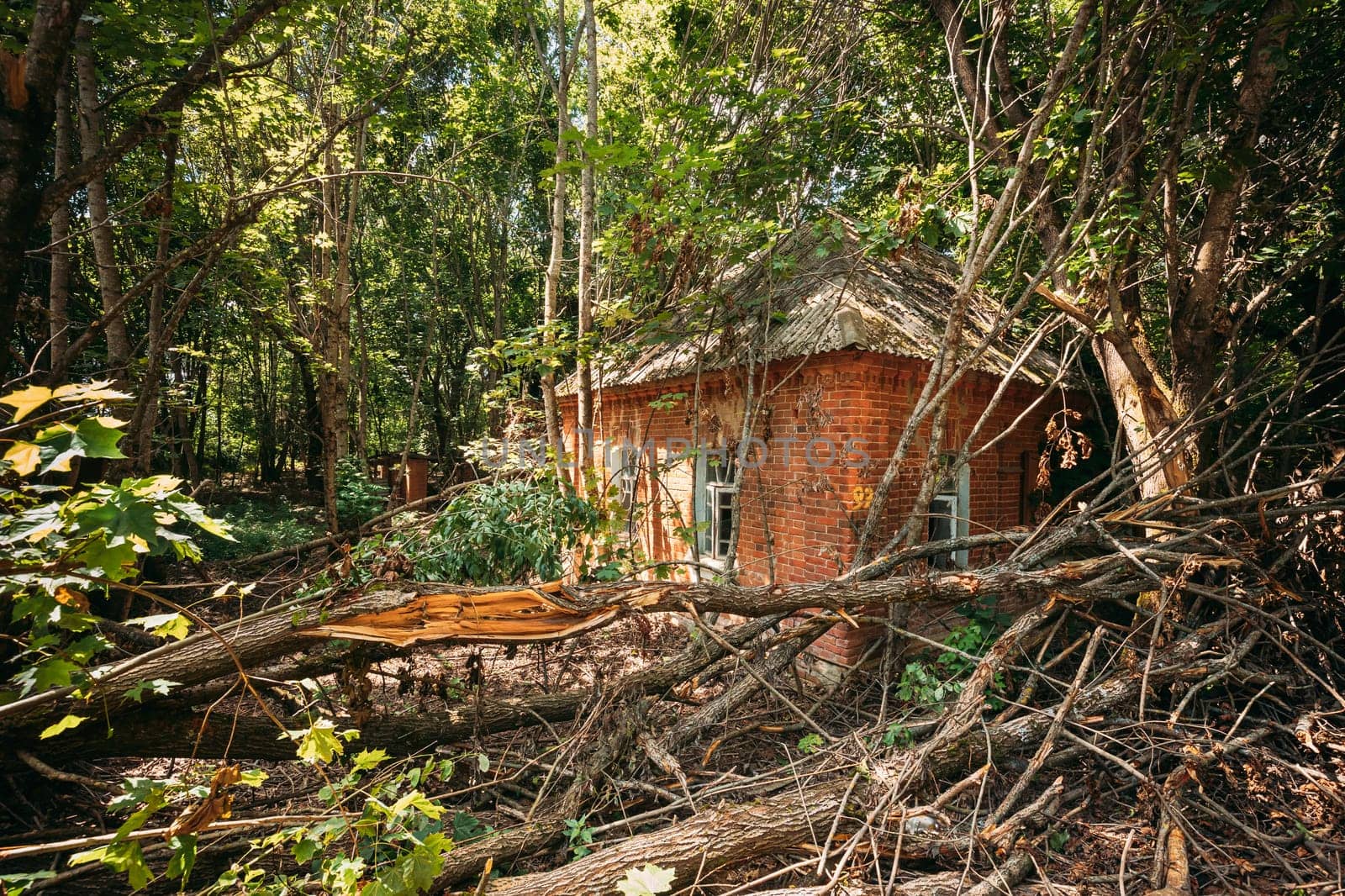 Belarus. Abandoned House Overgrown With Trees And Vegetation In Chernobyl Resettlement Zone. Chornobyl Catastrophe Disasters. Dilapidated House In Belarusian Village. Whole Villages Must Be Disposed.