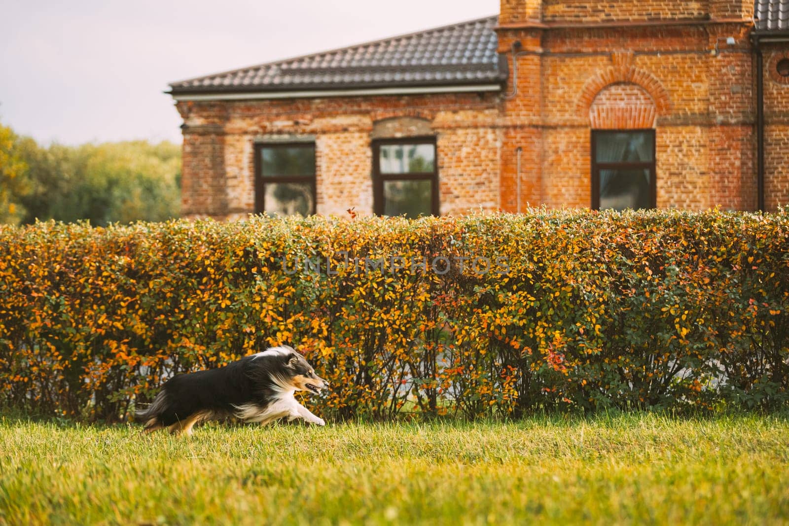 Tricolor Rough Collie, Funny Scottish Collie, Long-haired Collie, English Collie, Lassie Dog Running Outdoors In Autumn Park.