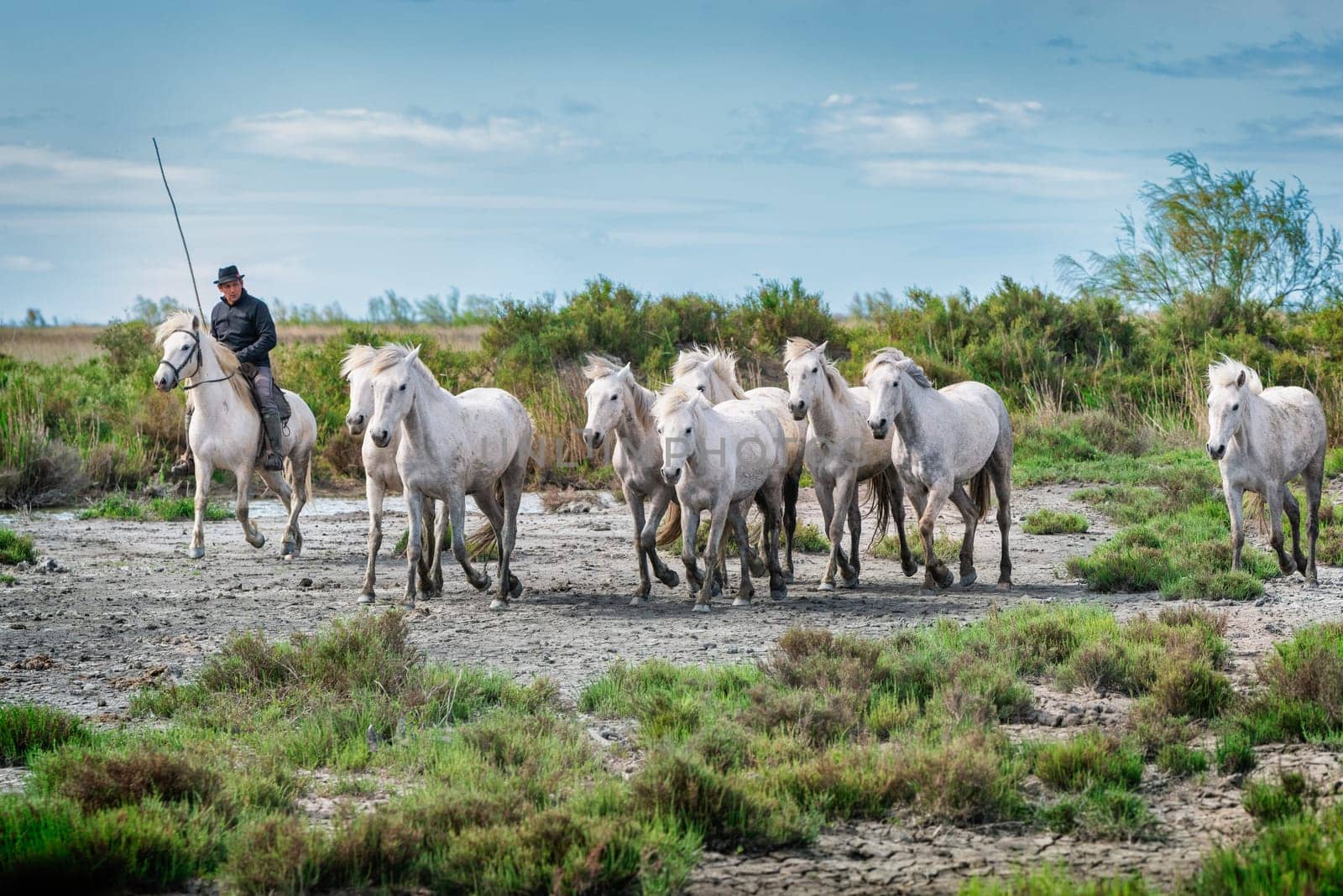 Camargue, France, April 27 2019 : White horses and two guardians are walking in the water all over in the swamp in Camargue, France..
