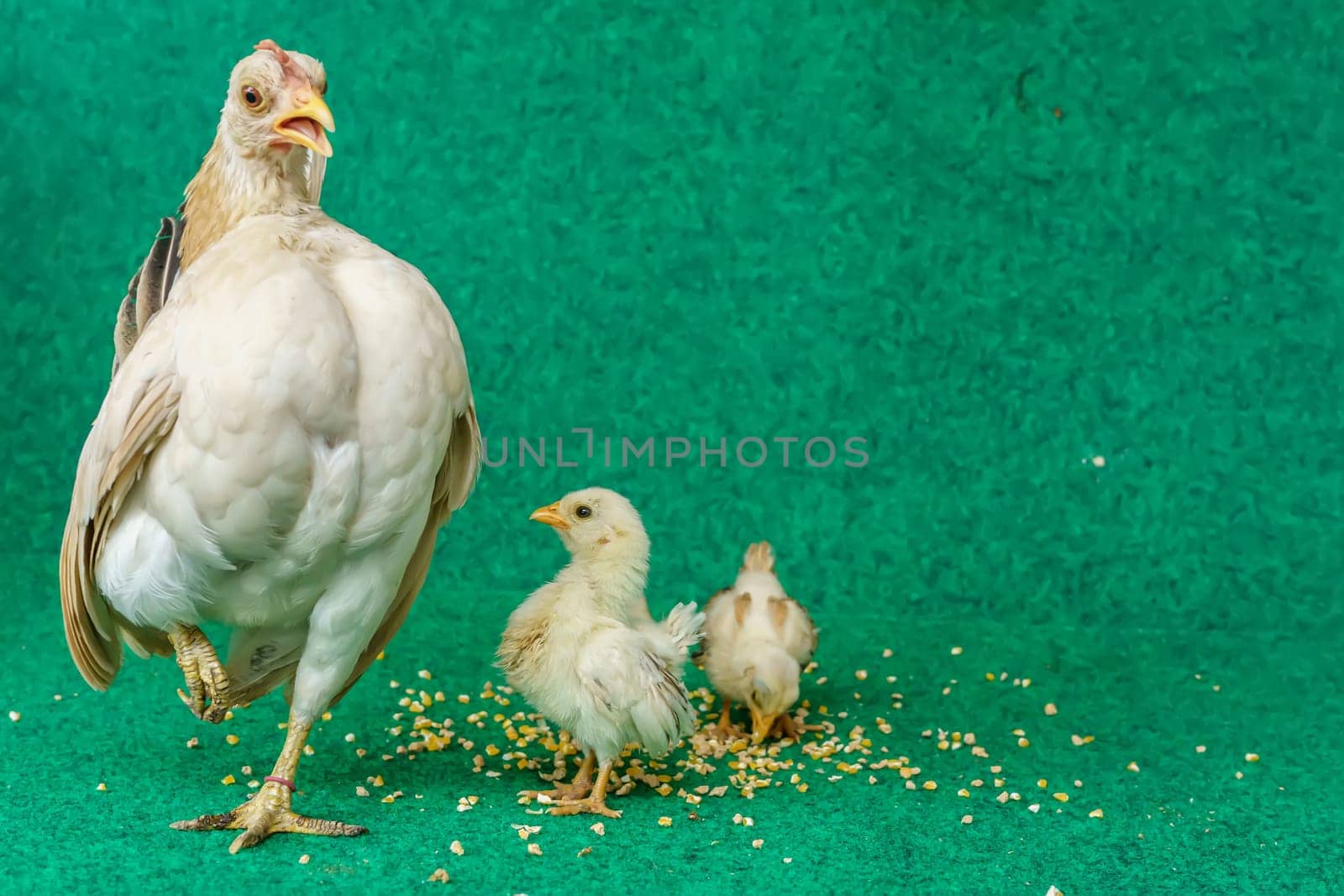 The hen and the yellow serama chicks on a artificial grass background.