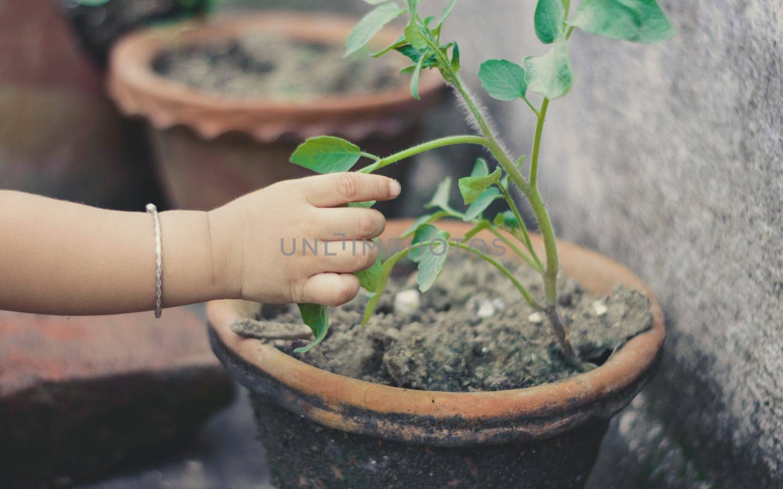 Baby hand touching leaves on a flower tub. Close up