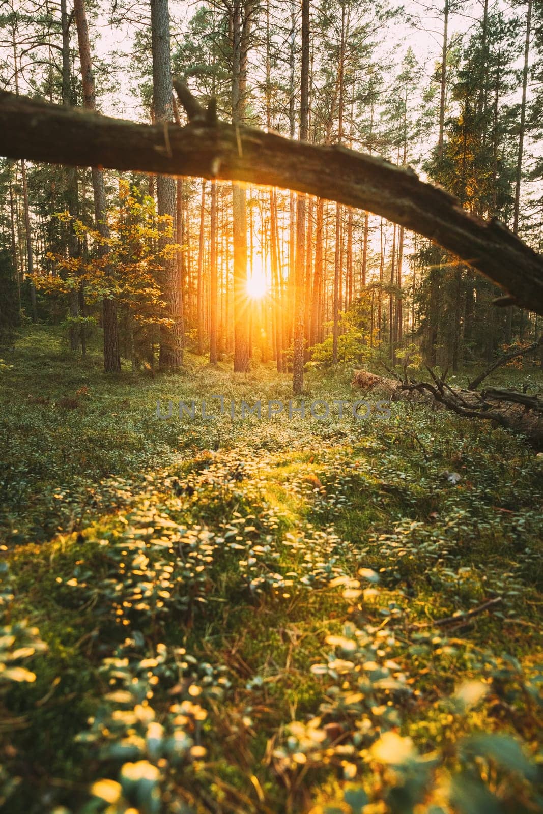 Sunset in autumn forest. Fallen Old Pine Tree In Coniferous Forest After Strong Hurricane Wind. European Green Coniferous Forest.