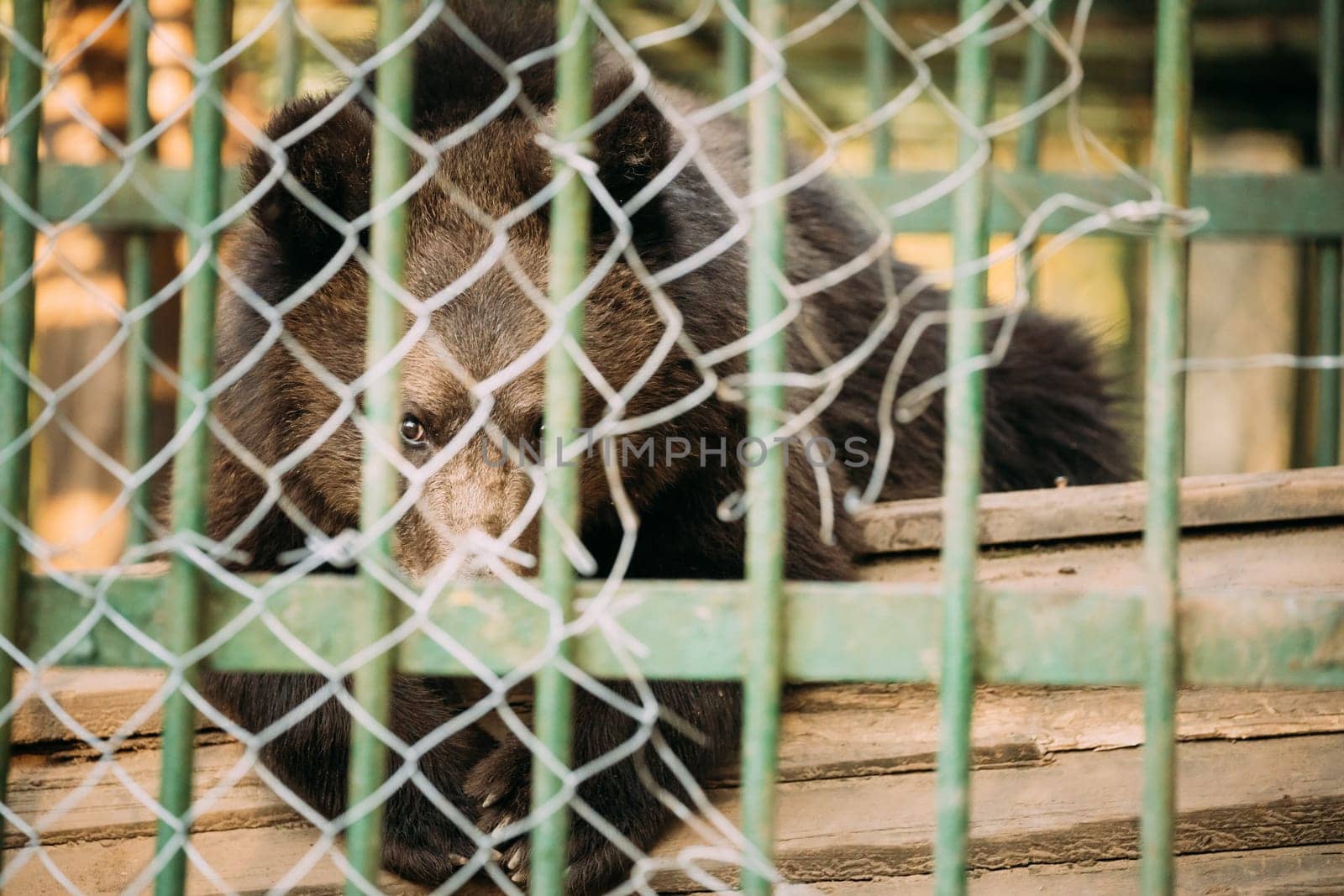 European Eurasian Brown Russian Bear Ursus Arctos Arctos In Cage. Small Teddy Bear.