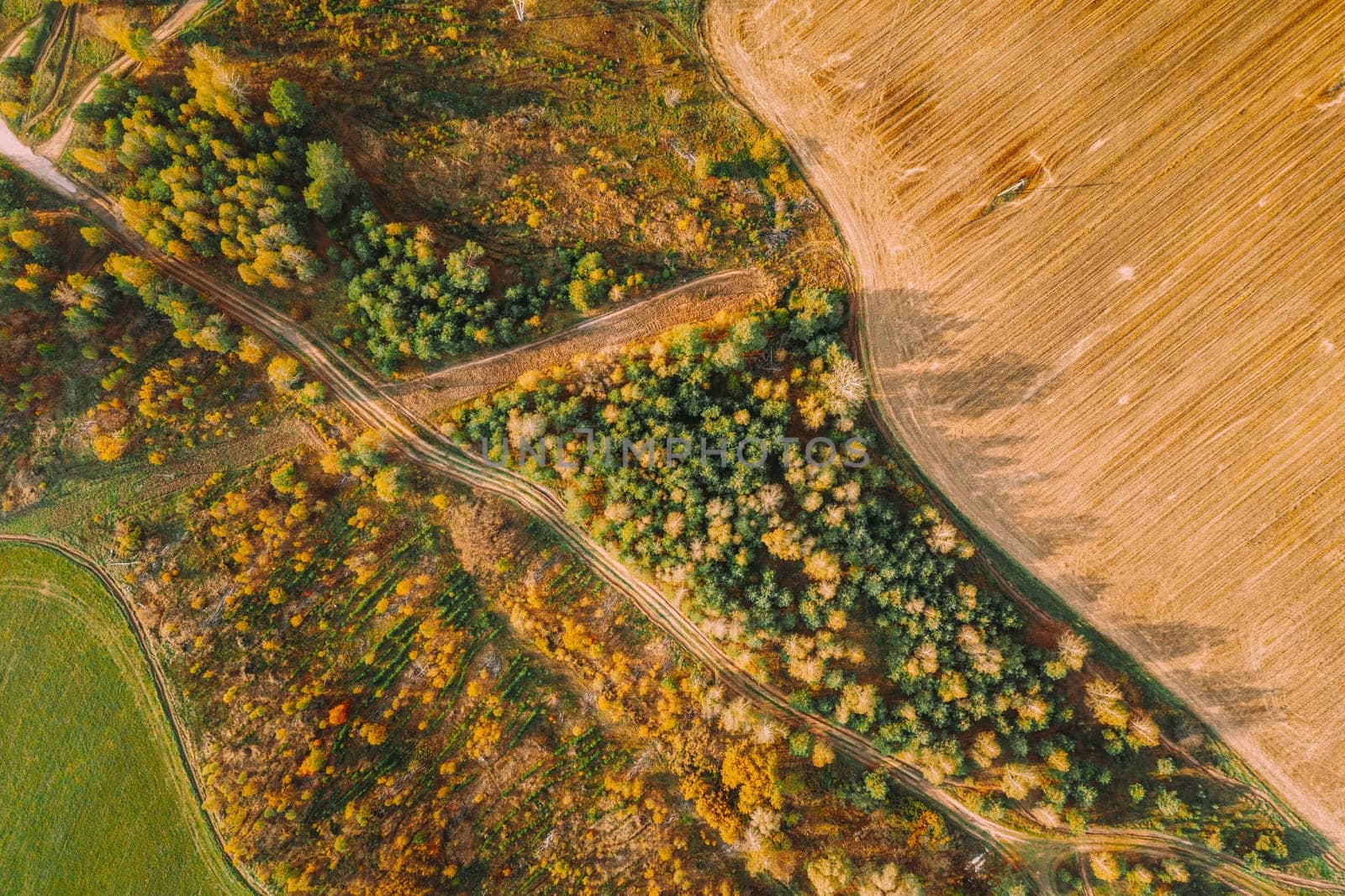 Aerial View Plantation With Young Green Forest Area Near Rural Field Landscape. Top View Of New Young Growing Forest. European Nature From High Attitude In Autumn Season.