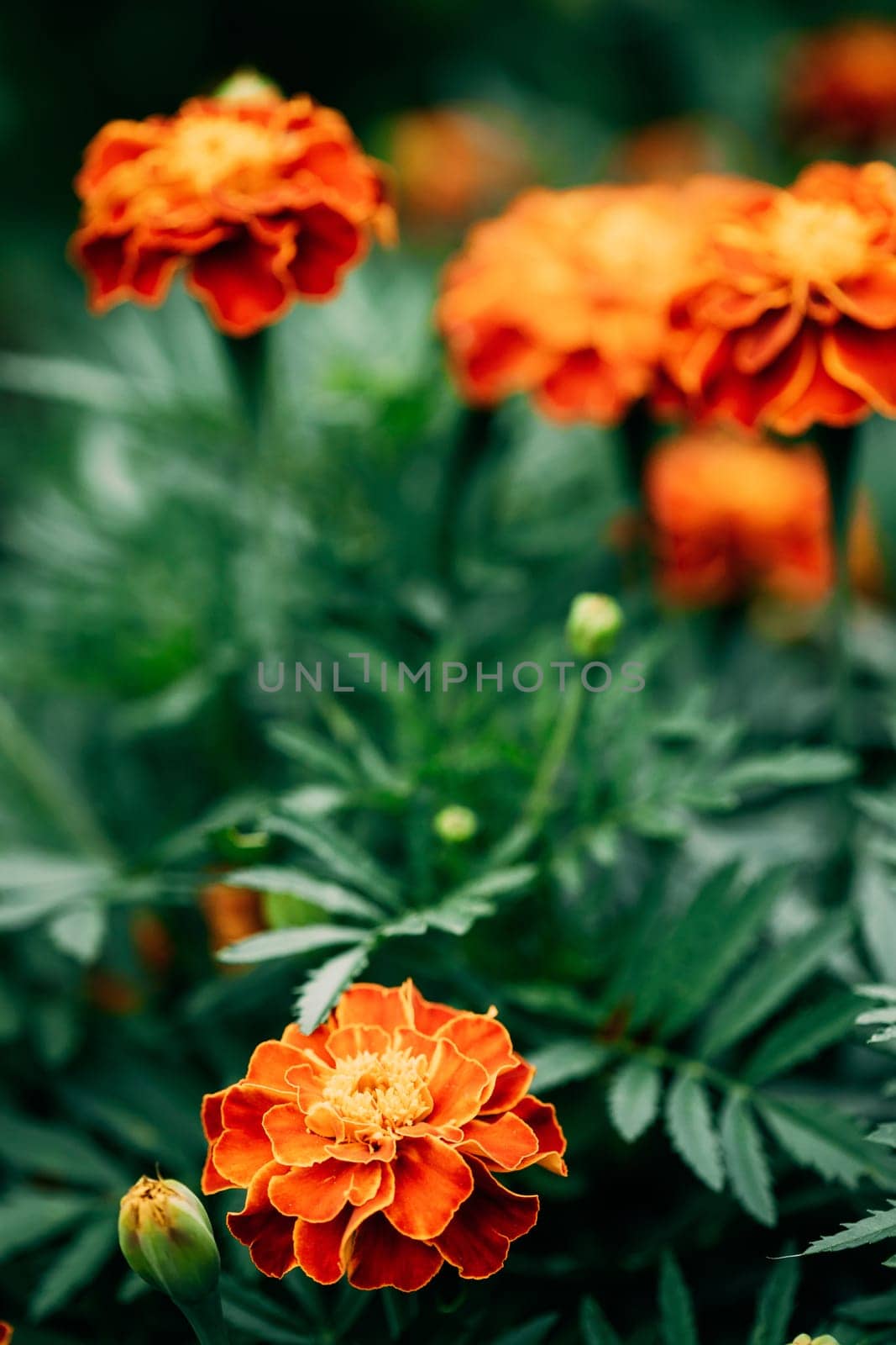 Red Flowers Of Tagetes Plant In Garden Bed. Medicinal Plant.