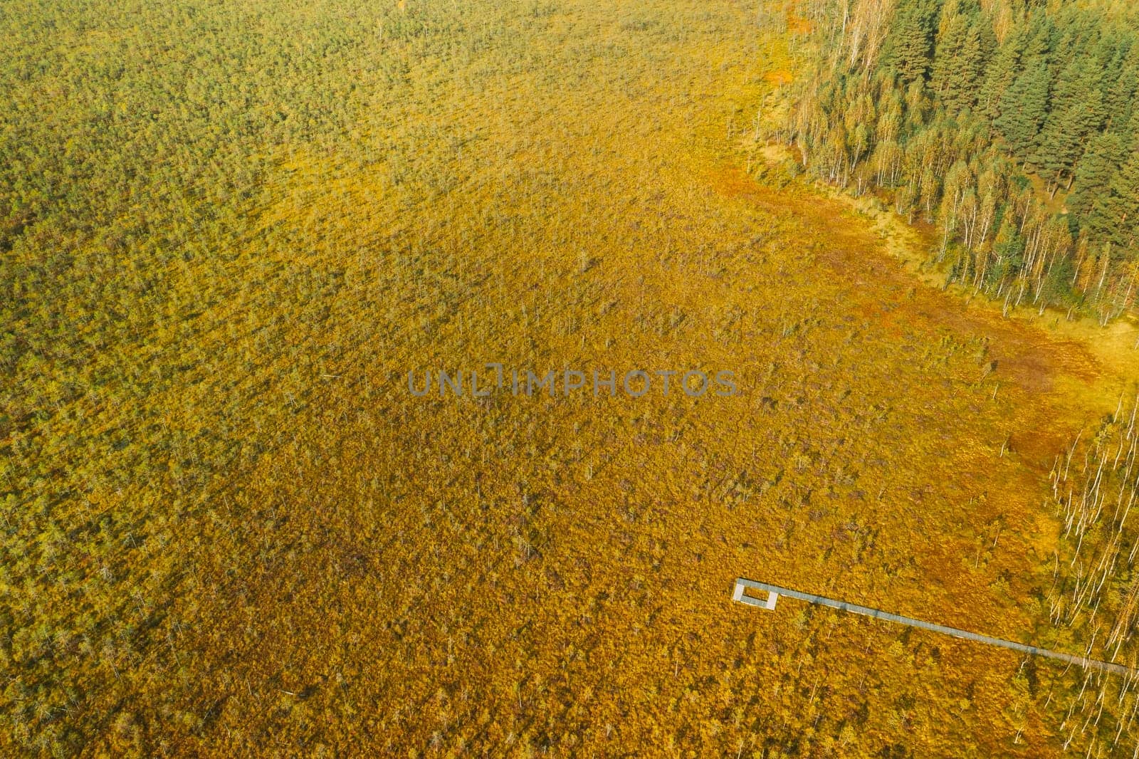 Belarus, Berezinsky Biosphere Reserve. Aerial Bird's-eye View Of Wooden path way pathway from marsh swamp to forest In Autumn Sunny Day. Panorama, Panoramic View.